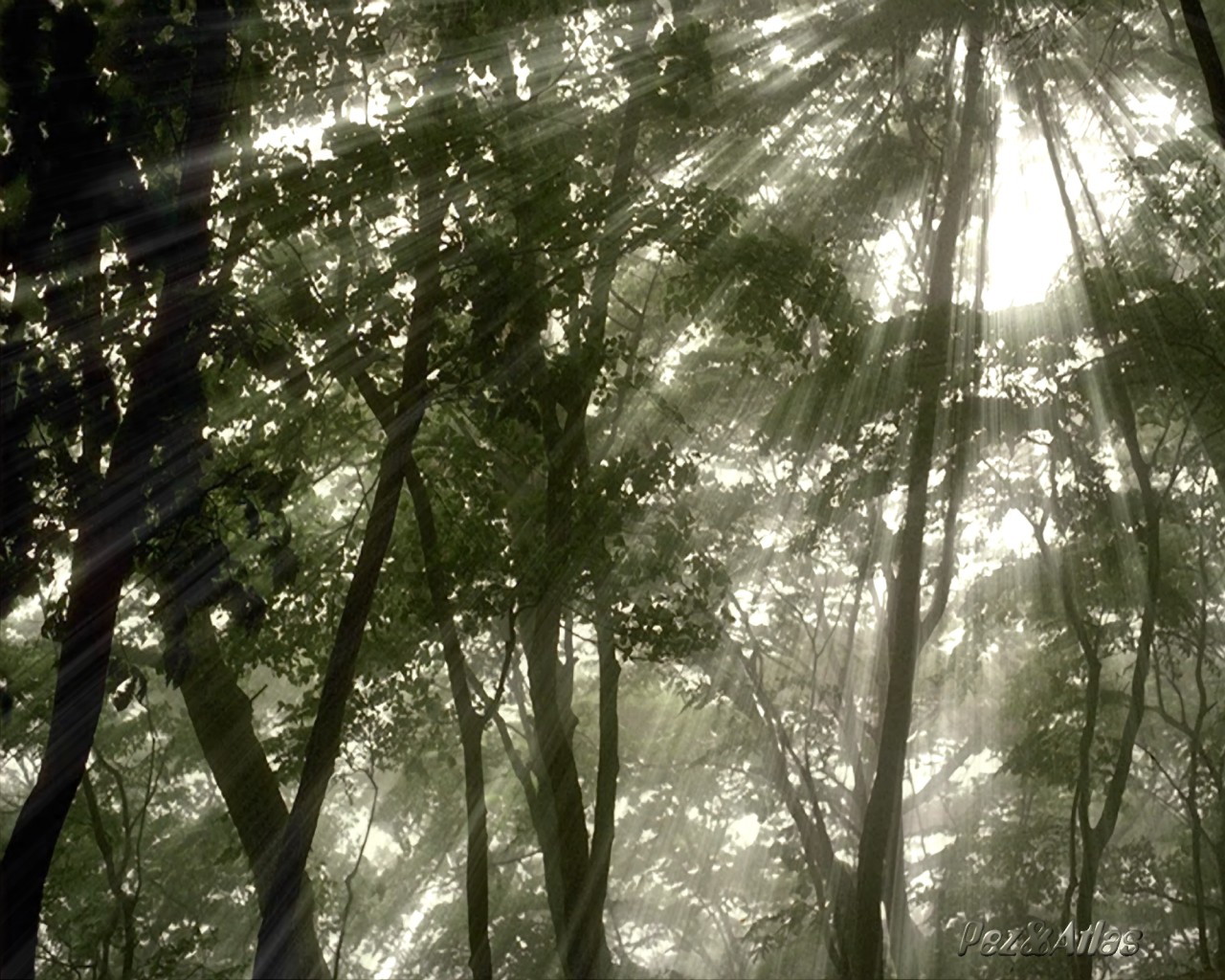 Free download wallpaper Forest, Earth, Sunbeam on your PC desktop