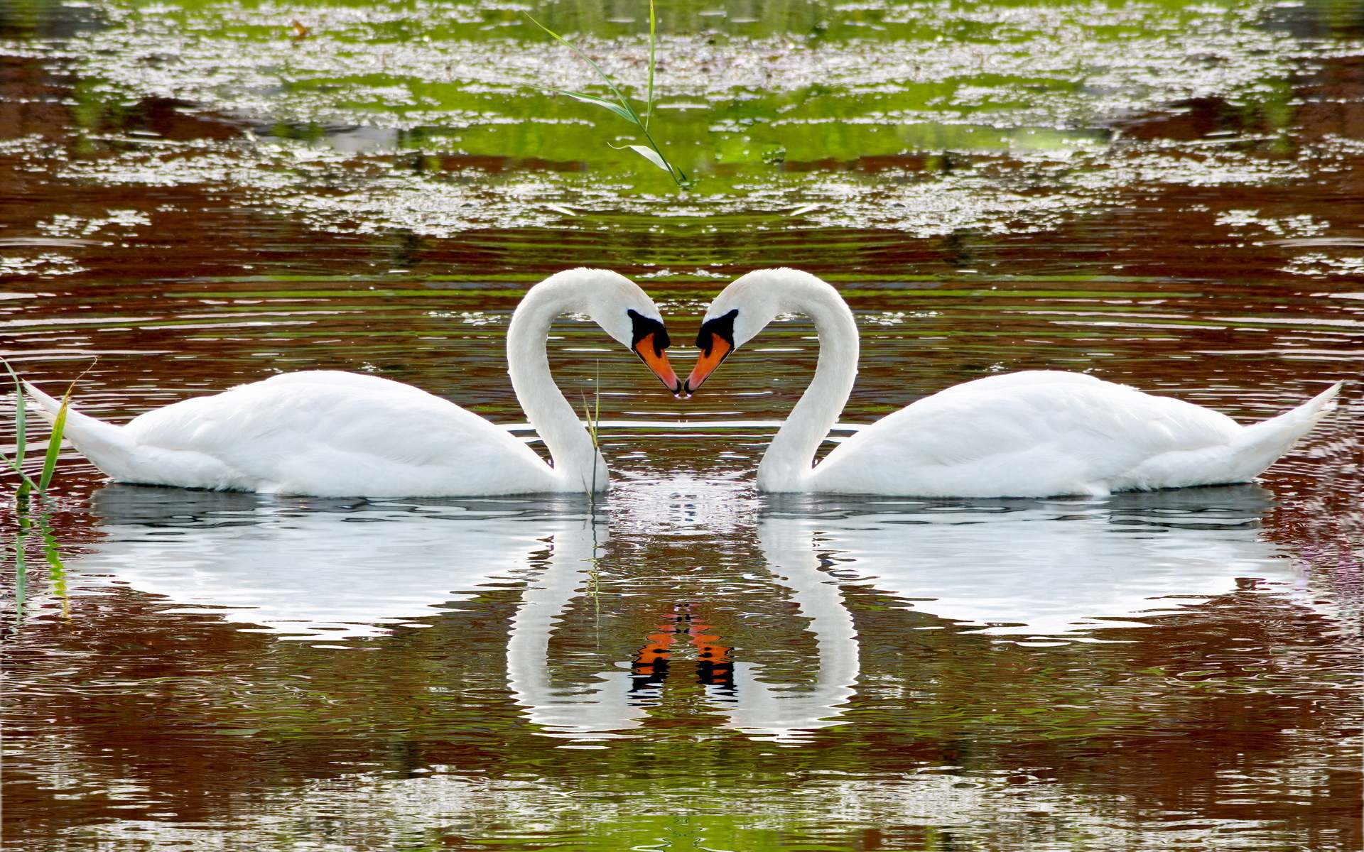 Free download wallpaper Mute Swan, Birds, Animal on your PC desktop
