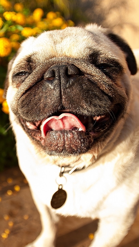 Download mobile wallpaper Dogs, Animal, Cute, Pug for free.