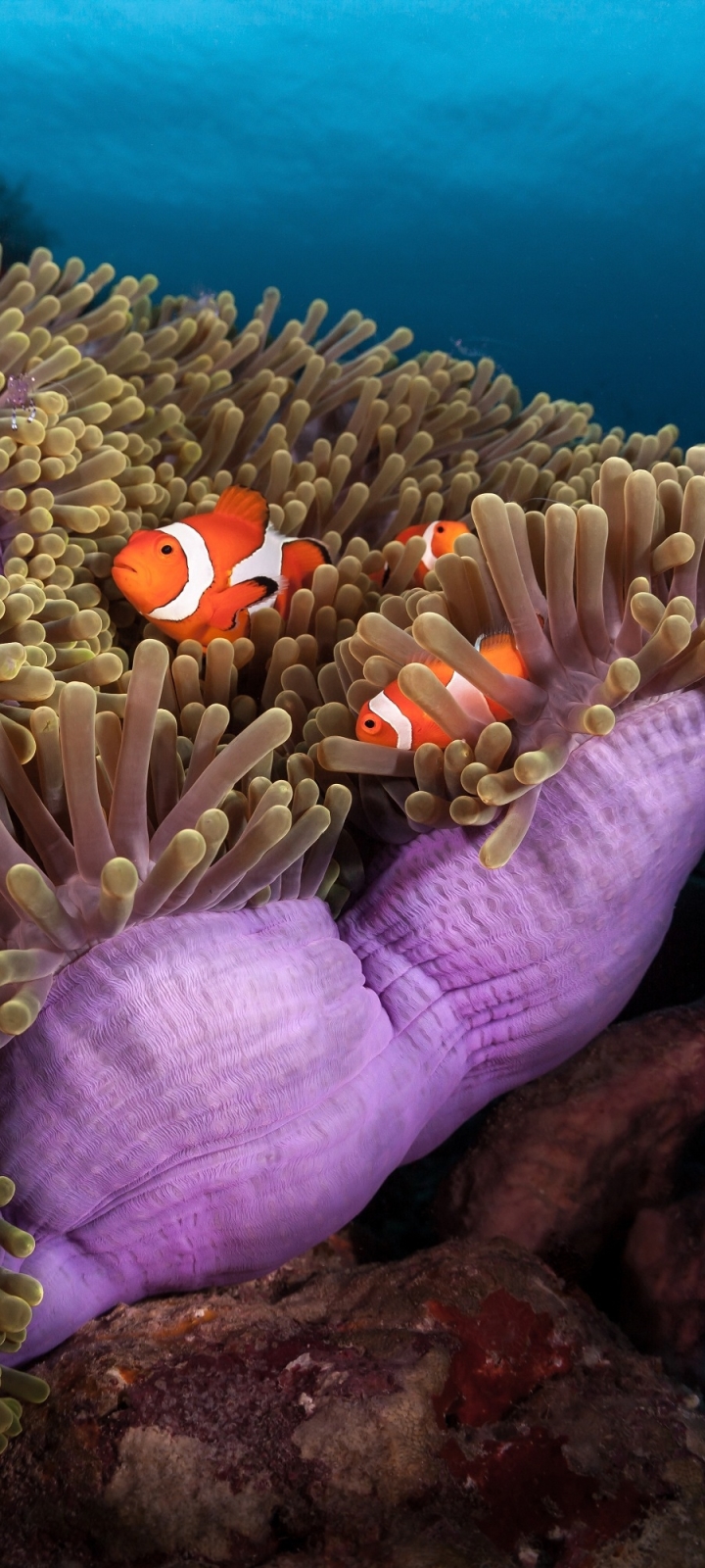 Download mobile wallpaper Fishes, Coral, Animal, Fish, Underwater, Sea Life, Clownfish for free.