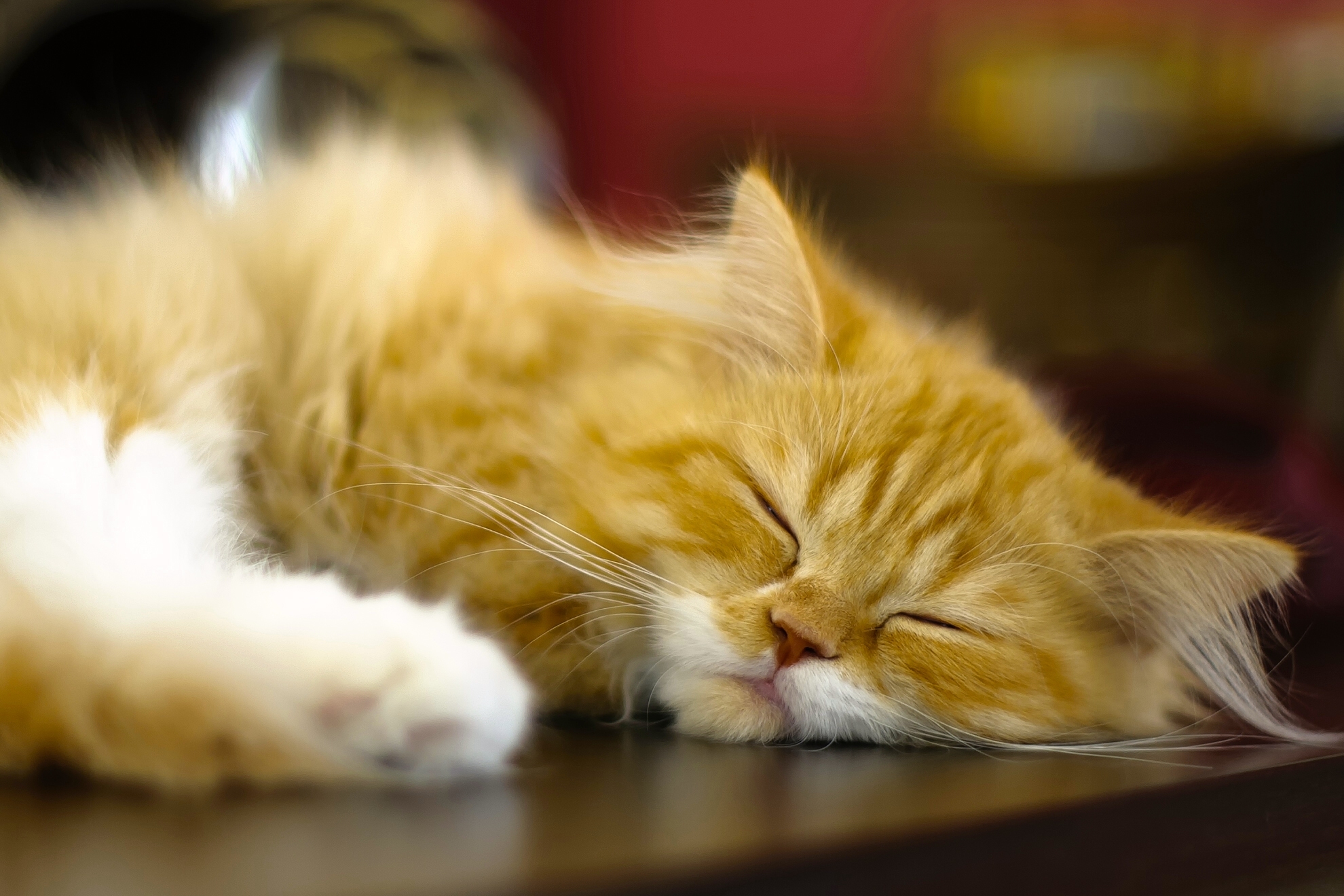 389754 descargar fondo de pantalla animales, gato persa, gato, dormido, gatos: protectores de pantalla e imágenes gratis
