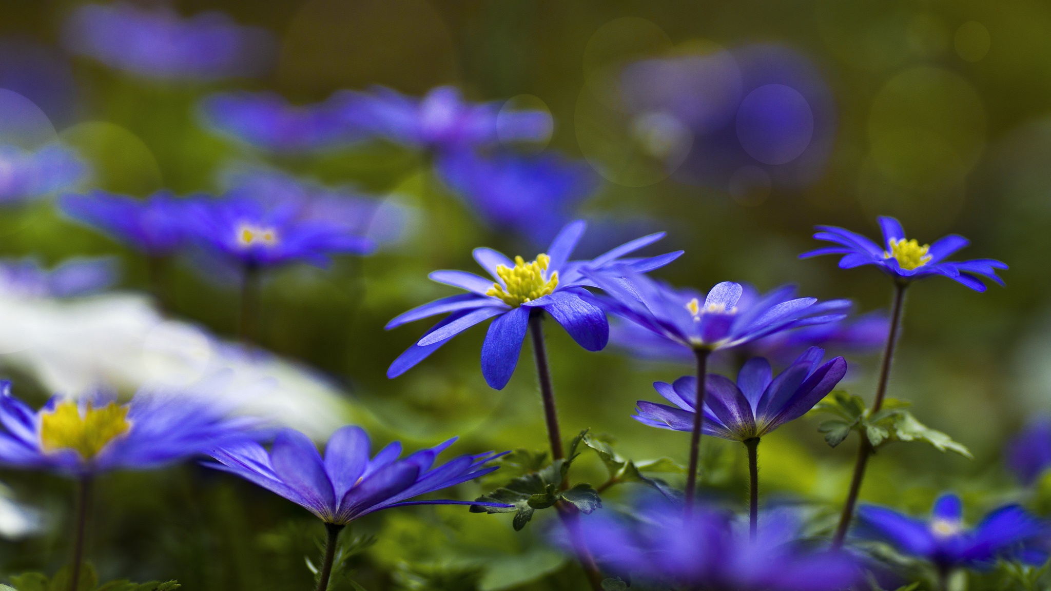 Скачати мобільні шпалери Природа, Квітка, Земля, Боке, Синя Квітка, Флауерзи безкоштовно.