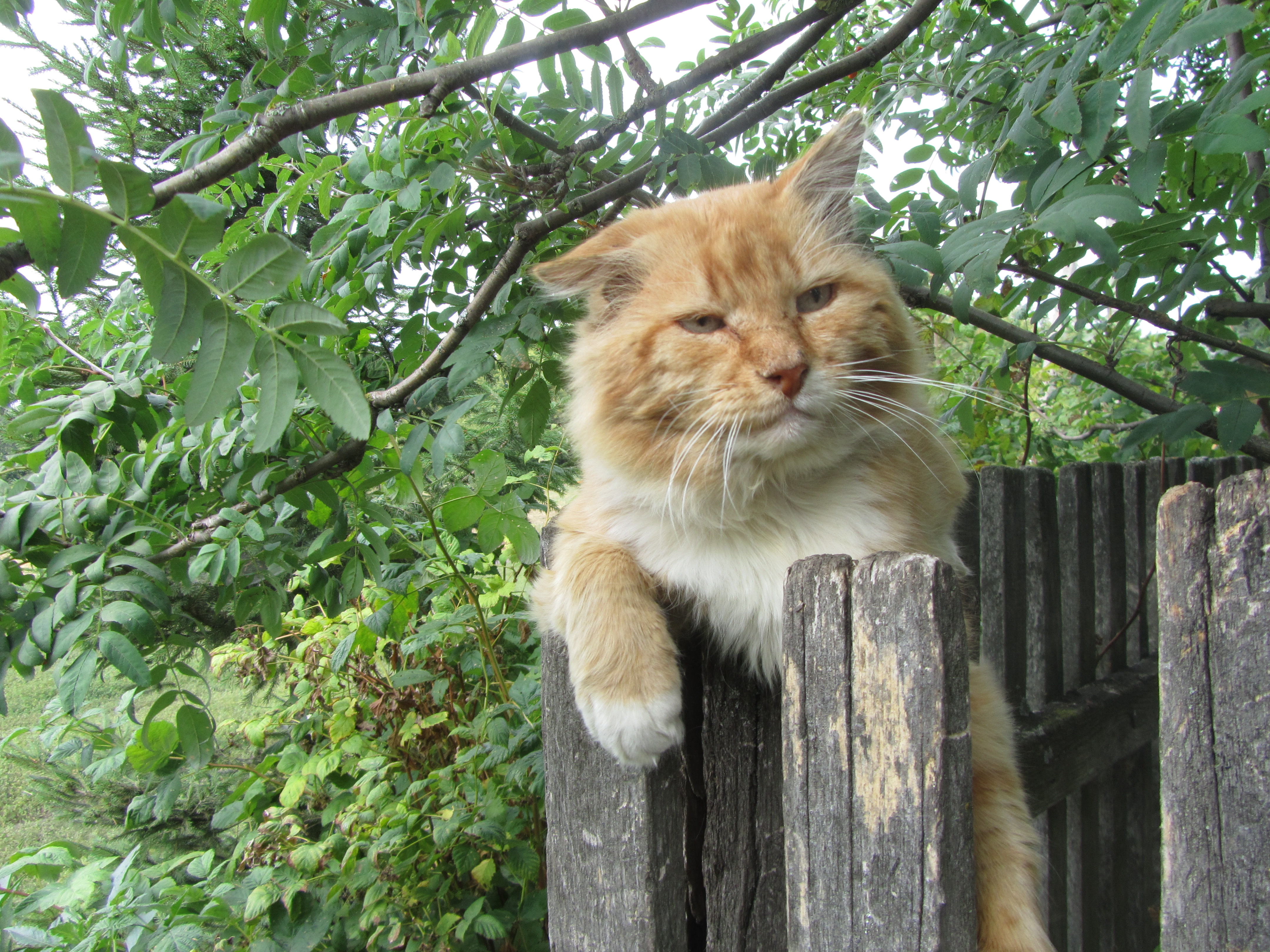 Baixe gratuitamente a imagem Gato, Gatos, Animais na área de trabalho do seu PC