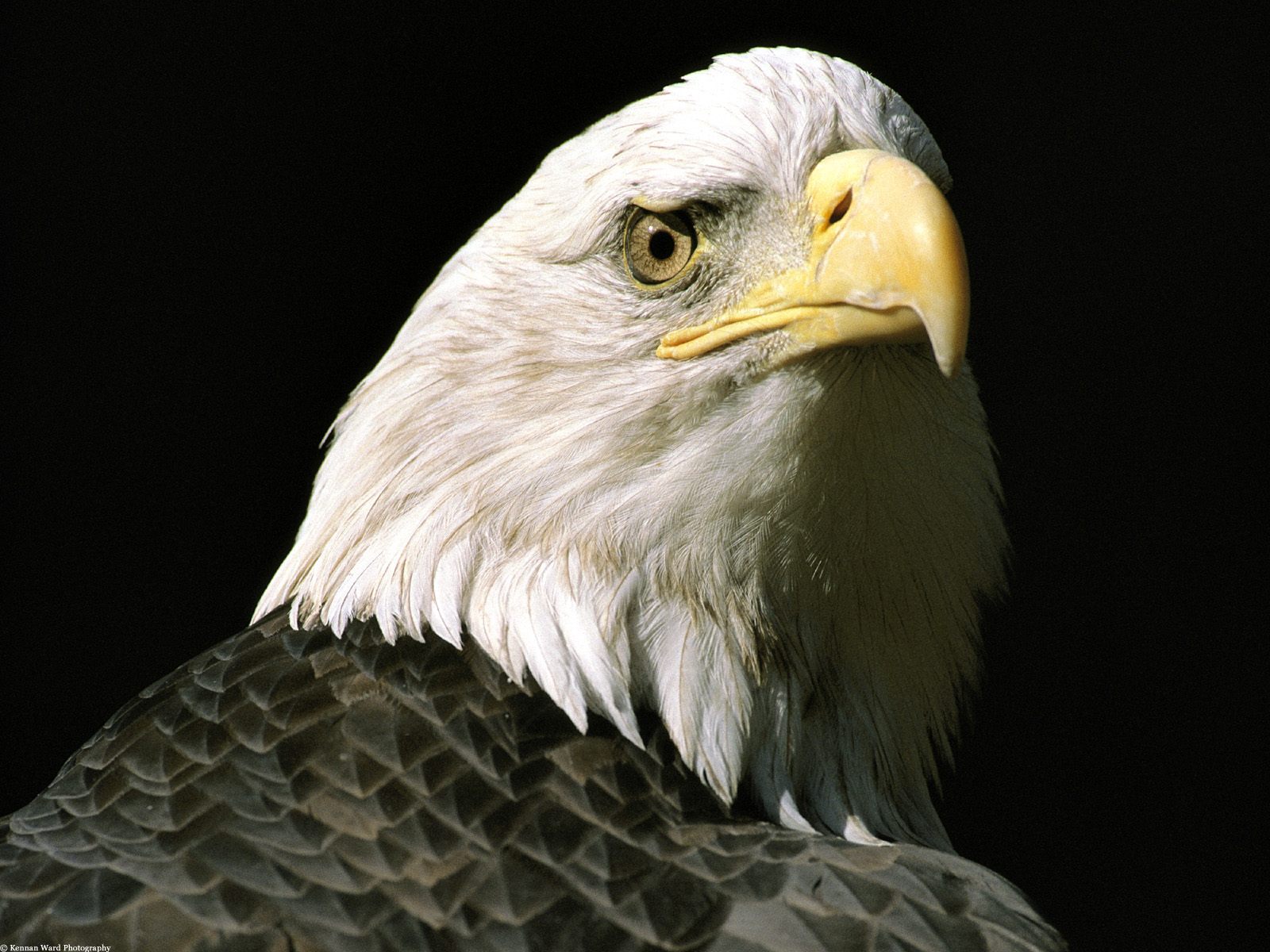 Free download wallpaper Birds, Bird, Animal, Bald Eagle on your PC desktop