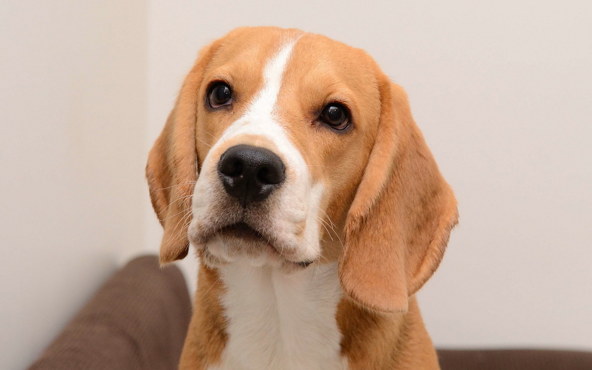 Baixar papel de parede para celular de Animais, Beagle gratuito.
