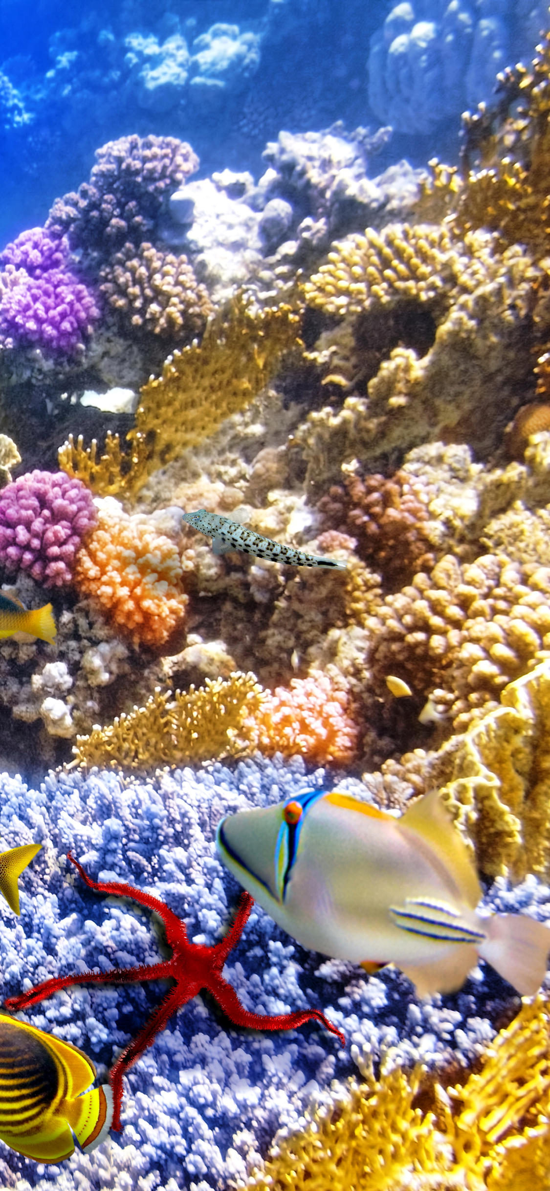 1152984 Hintergrundbild herunterladen koralle, tiere, fisch, stachelrochen, unterwasser, fische - Bildschirmschoner und Bilder kostenlos
