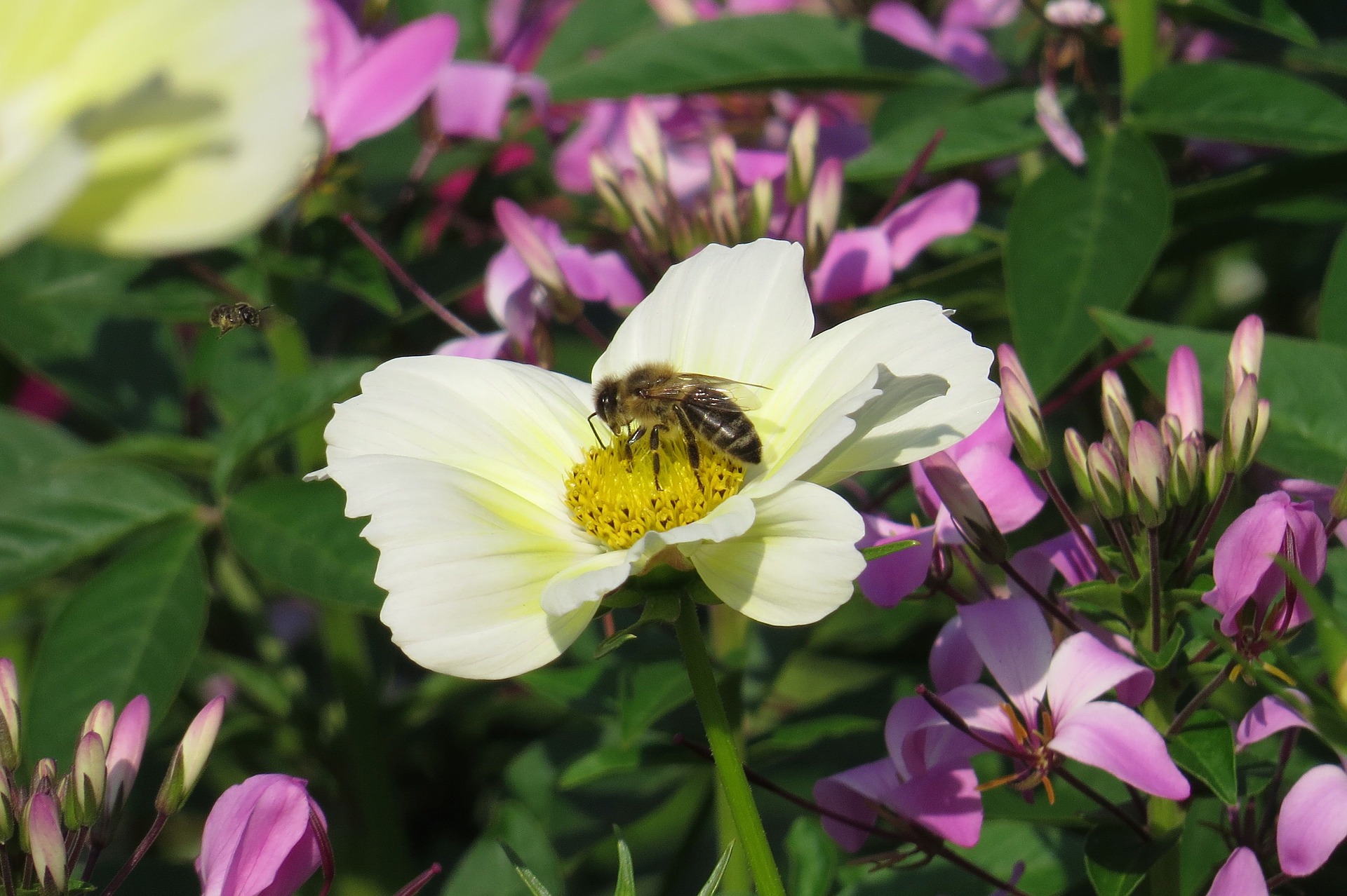 Handy-Wallpaper Tiere, Insekten, Blume, Insekt, Biene, Weiße Blume kostenlos herunterladen.