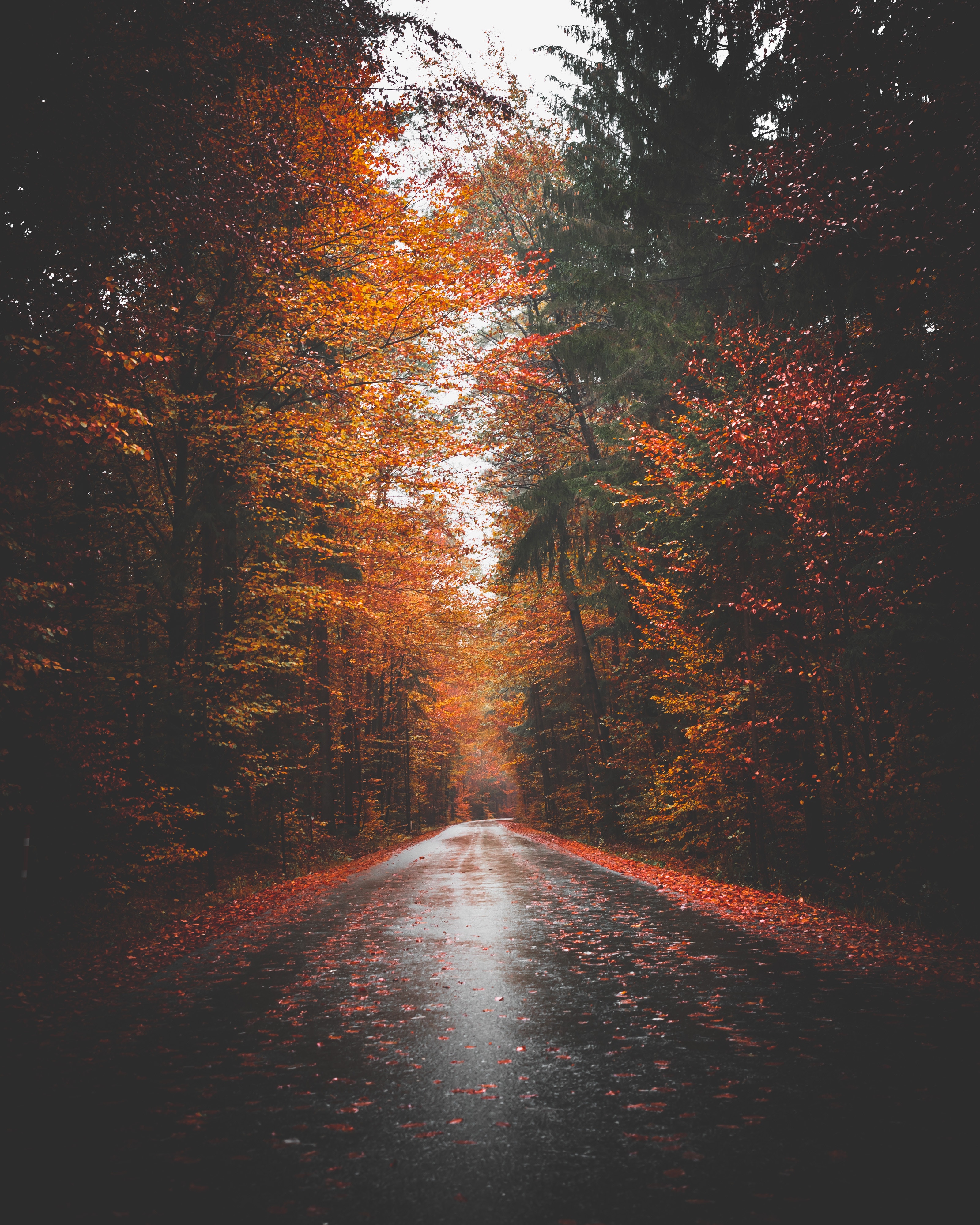 autumn, trees, forest, nature, road, asphalt