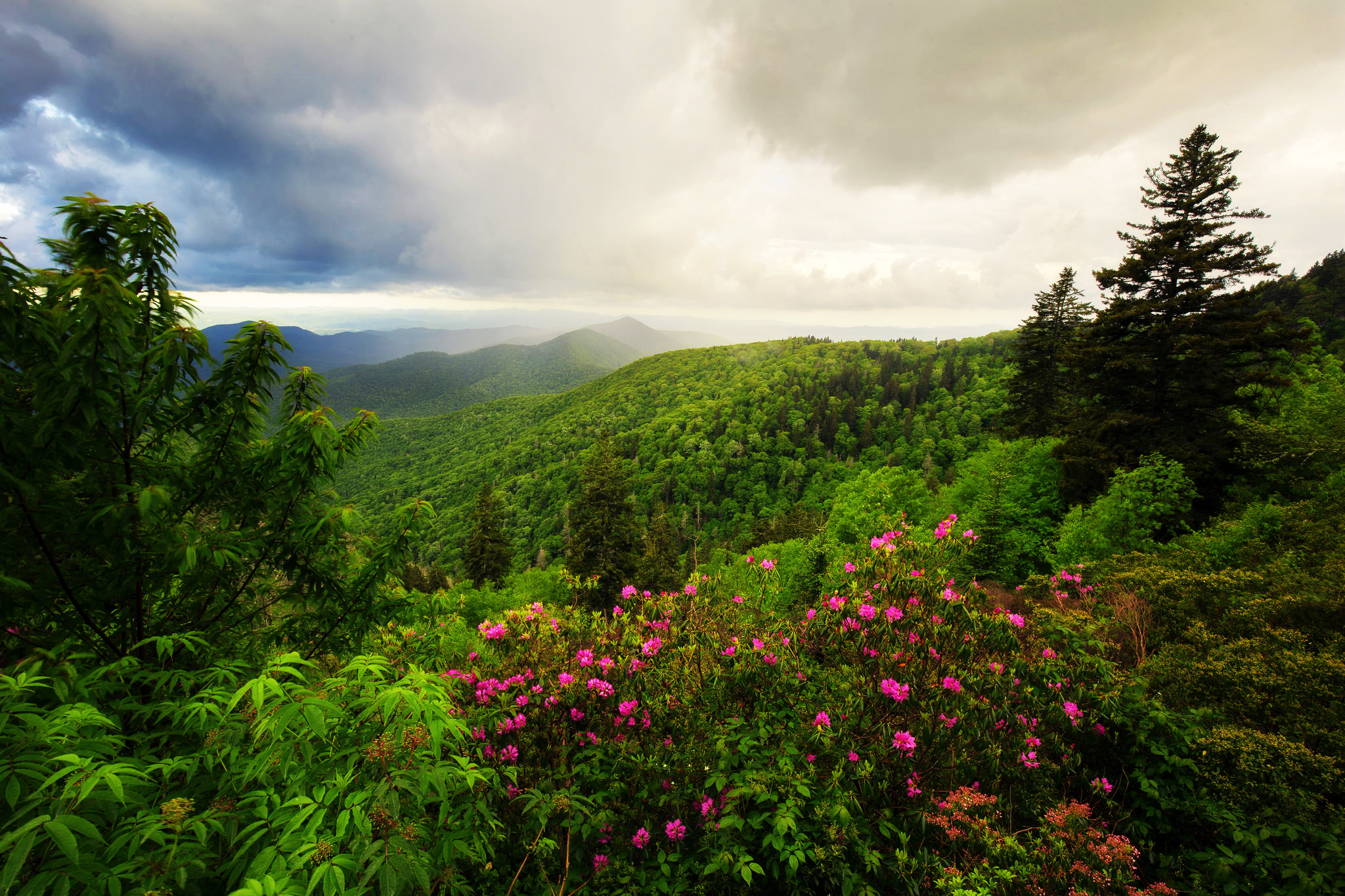 Laden Sie das Blume, Wald, Baum, Gebirge, Frühling, Berge, Erde/natur-Bild kostenlos auf Ihren PC-Desktop herunter