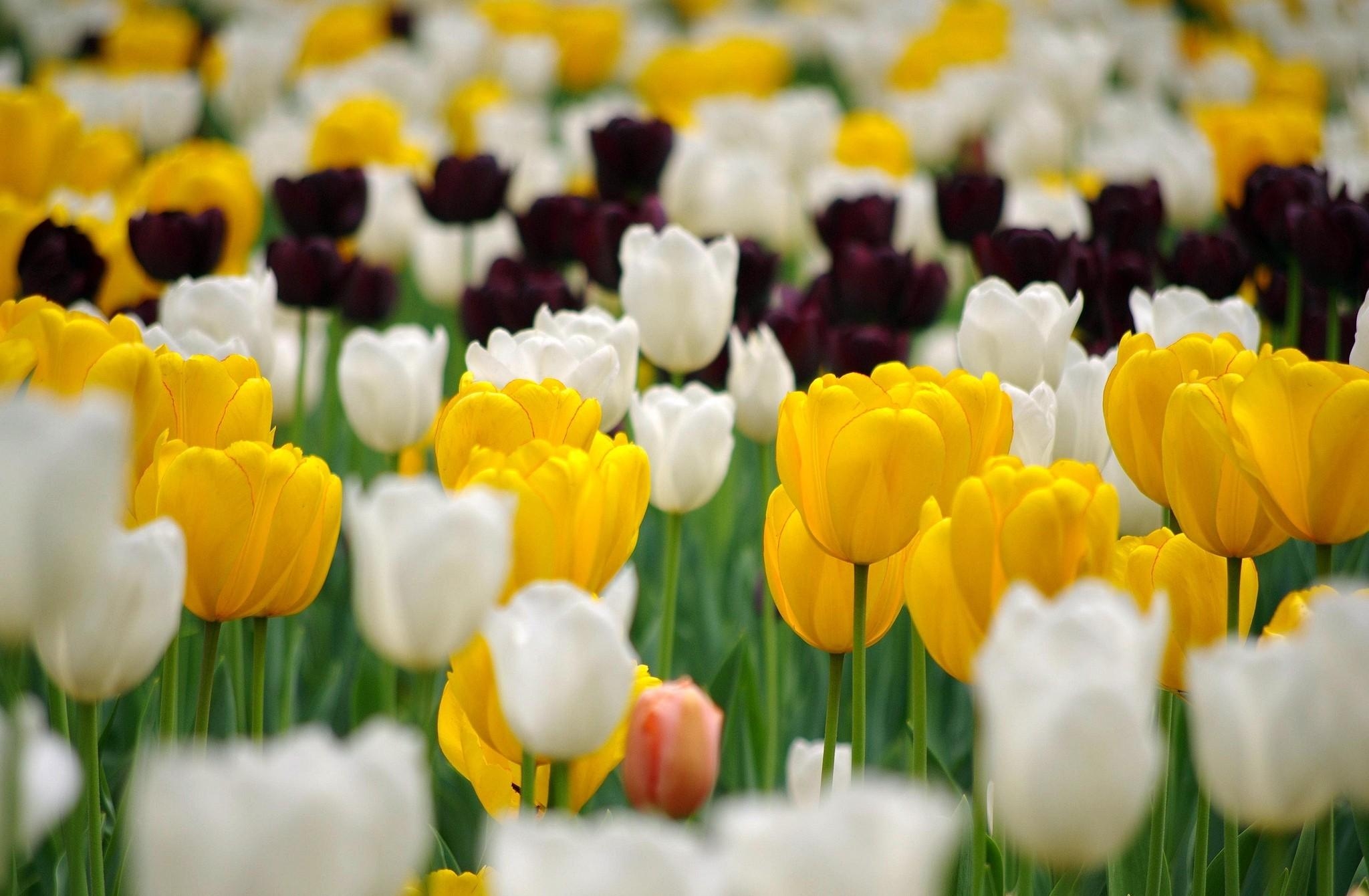 Horizontal Wallpaper flowers, tulips, multicolored, flower bed, flowerbed, lot, spring