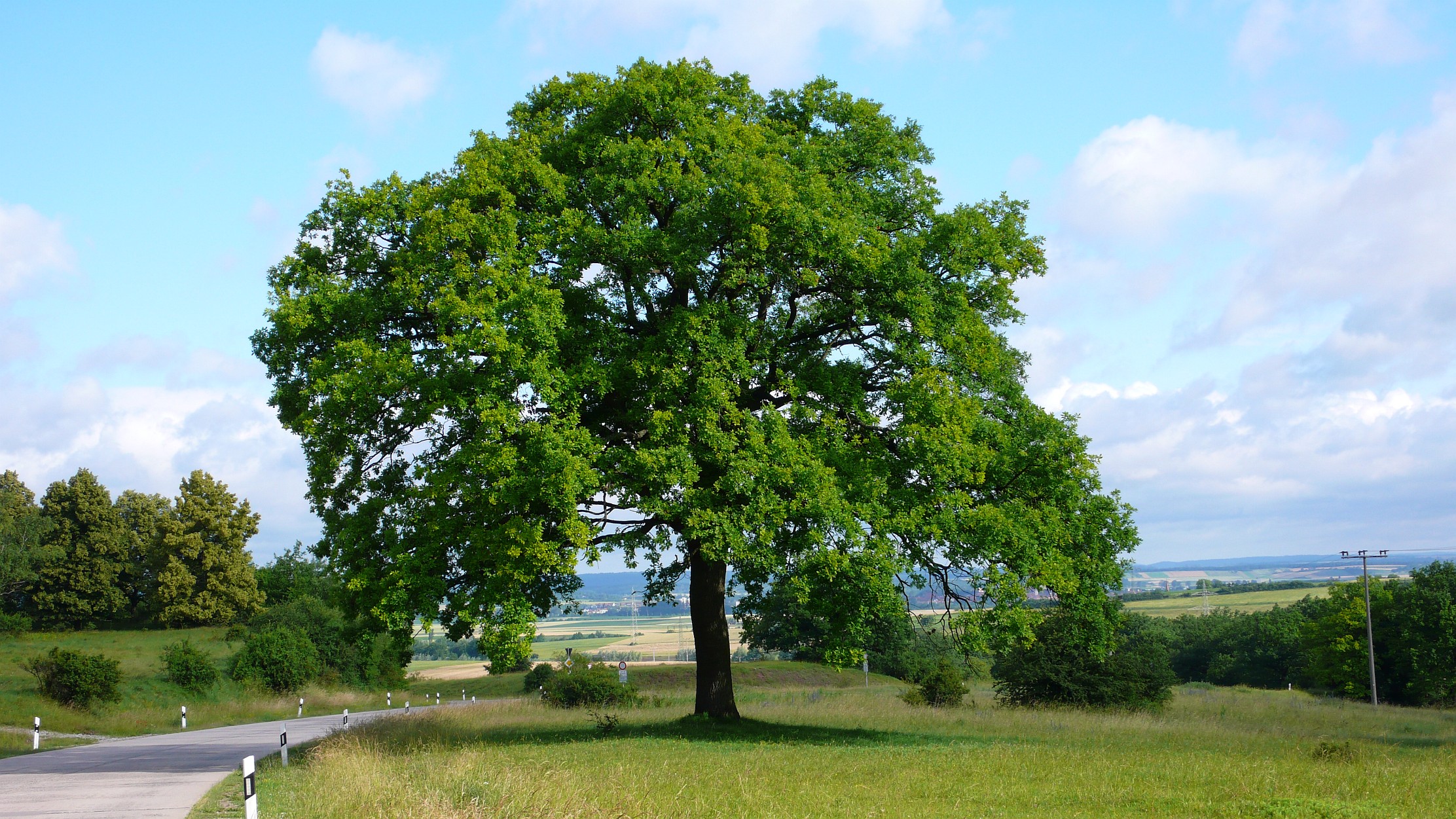 Free download wallpaper Tree, Earth on your PC desktop