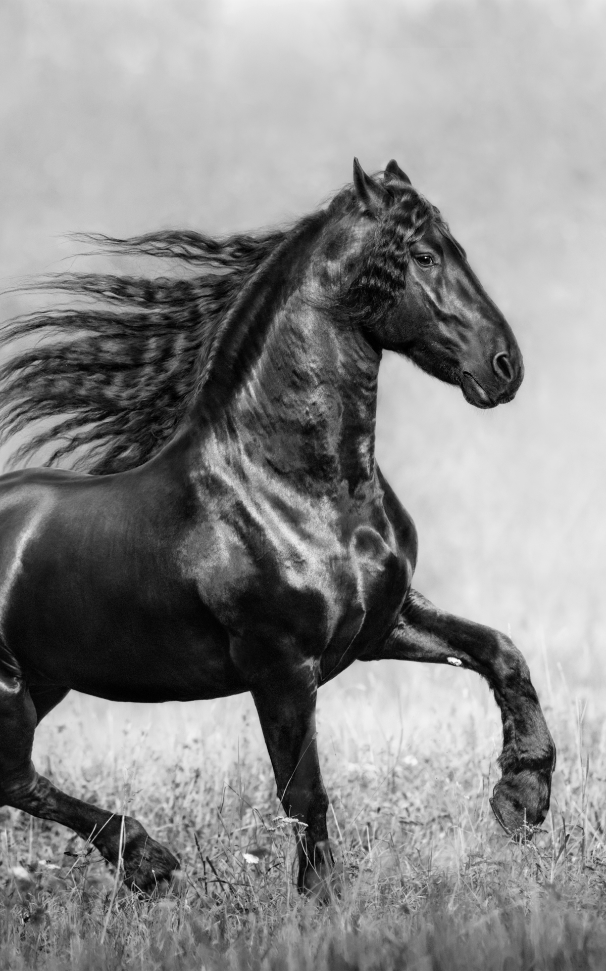 Download mobile wallpaper Animal, Horse, Black & White for free.
