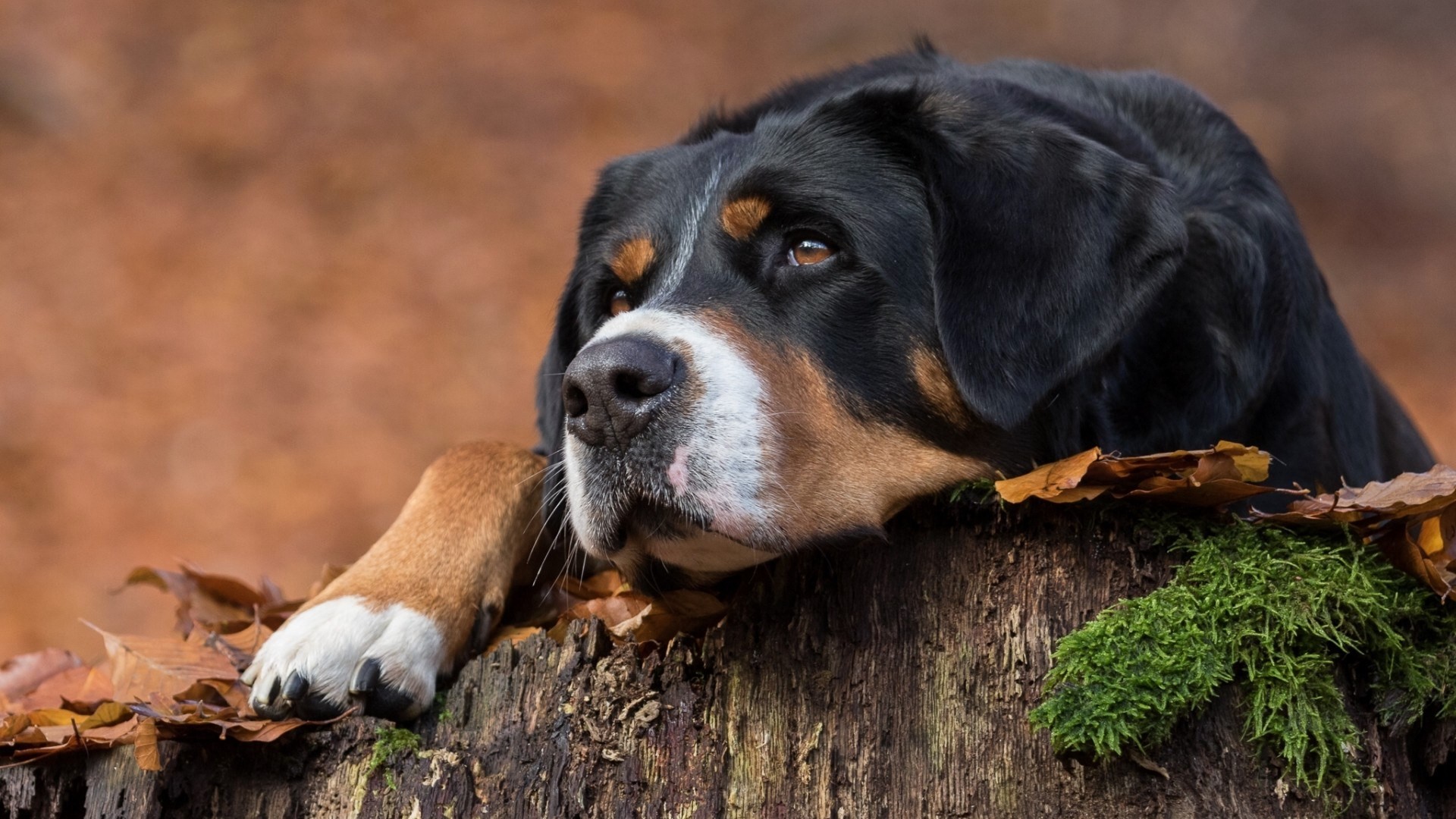 Download mobile wallpaper Dogs, Dog, Leaf, Animal, Sennenhund for free.