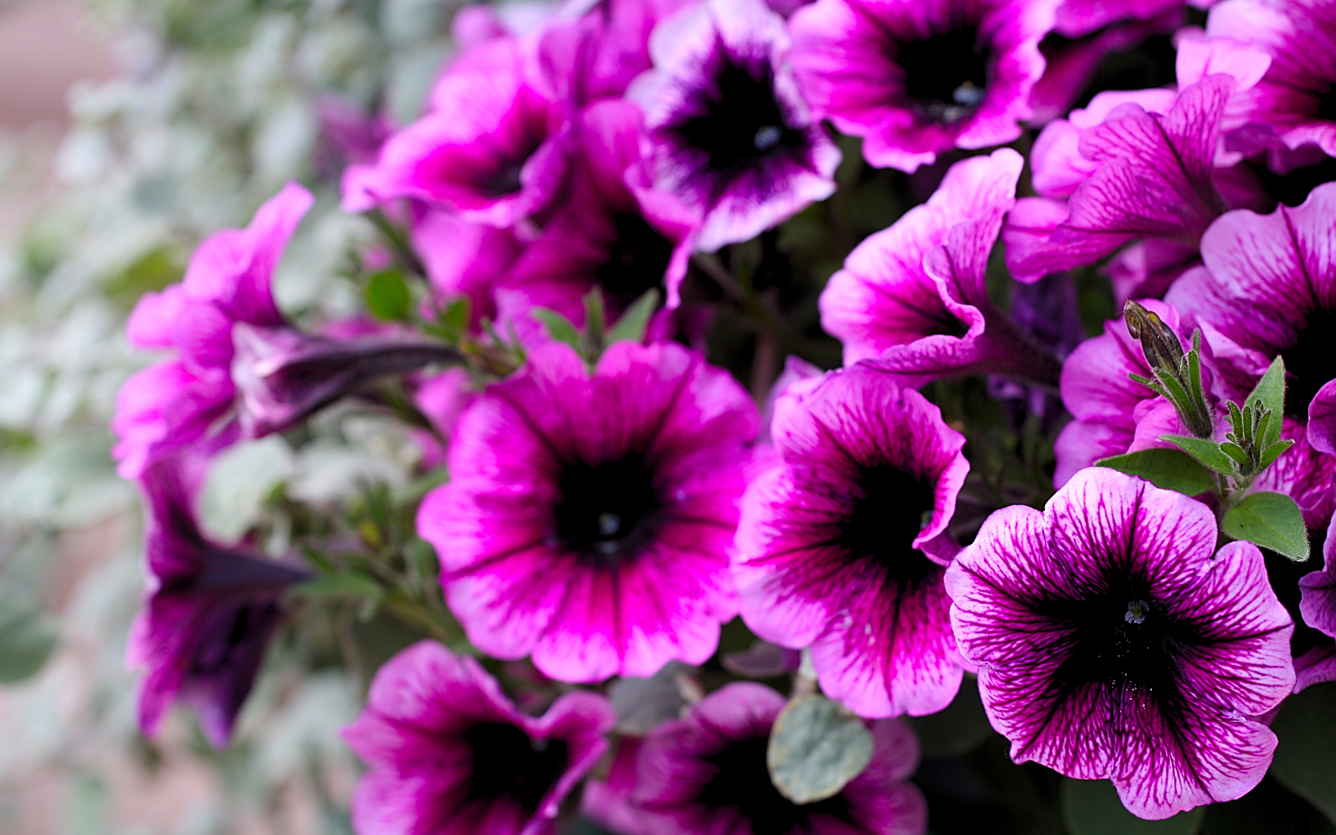 Laden Sie das Natur, Blumen, Blume, Erde/natur-Bild kostenlos auf Ihren PC-Desktop herunter