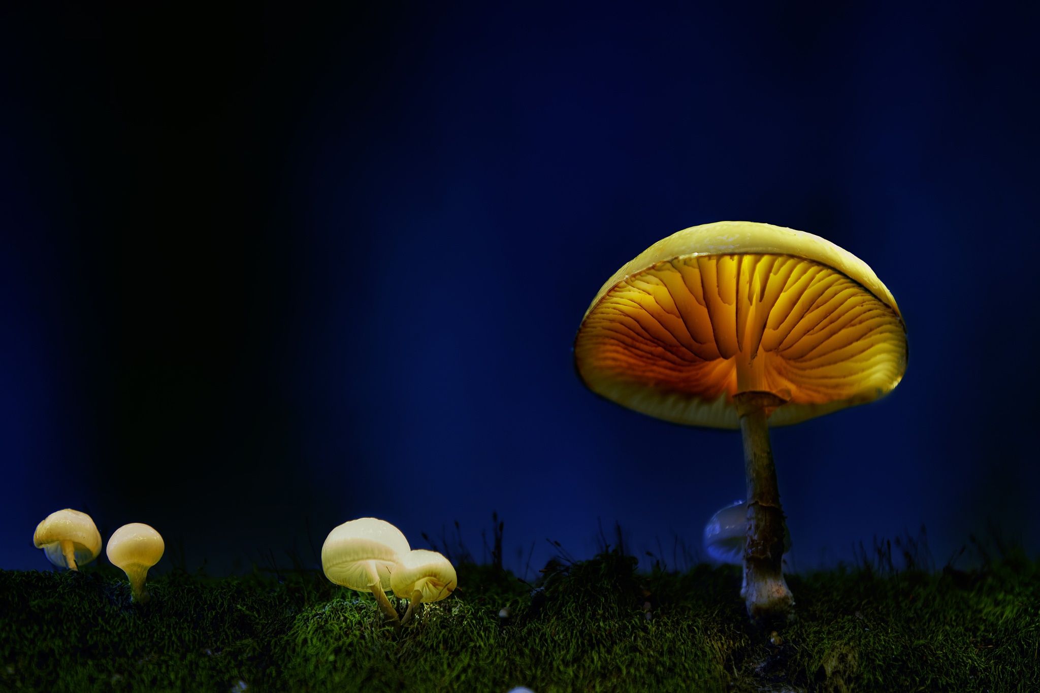 Free download wallpaper Nature, Night, Close Up, Earth, Mushroom, Moss on your PC desktop