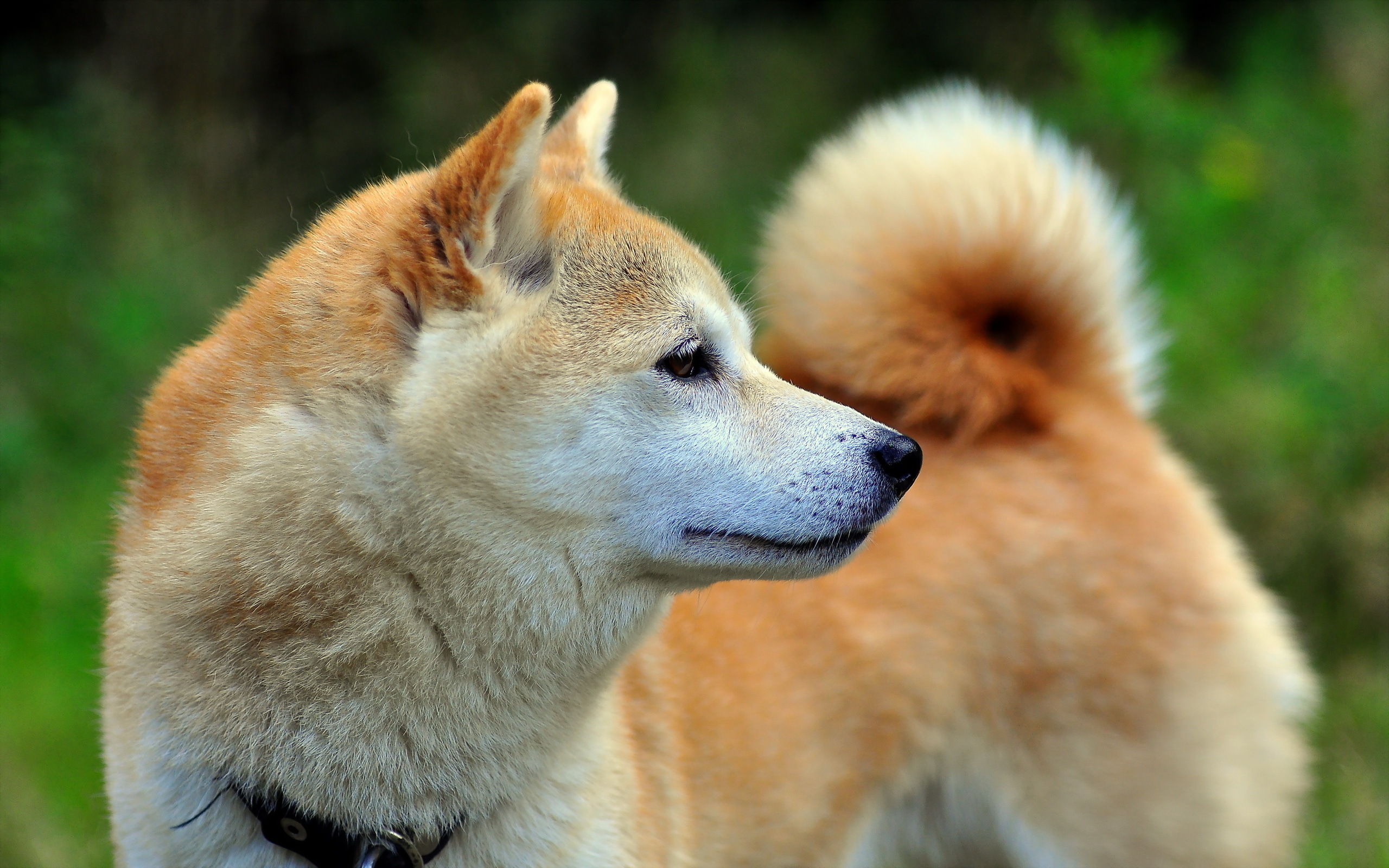 PCデスクトップに動物, 犬画像を無料でダウンロード