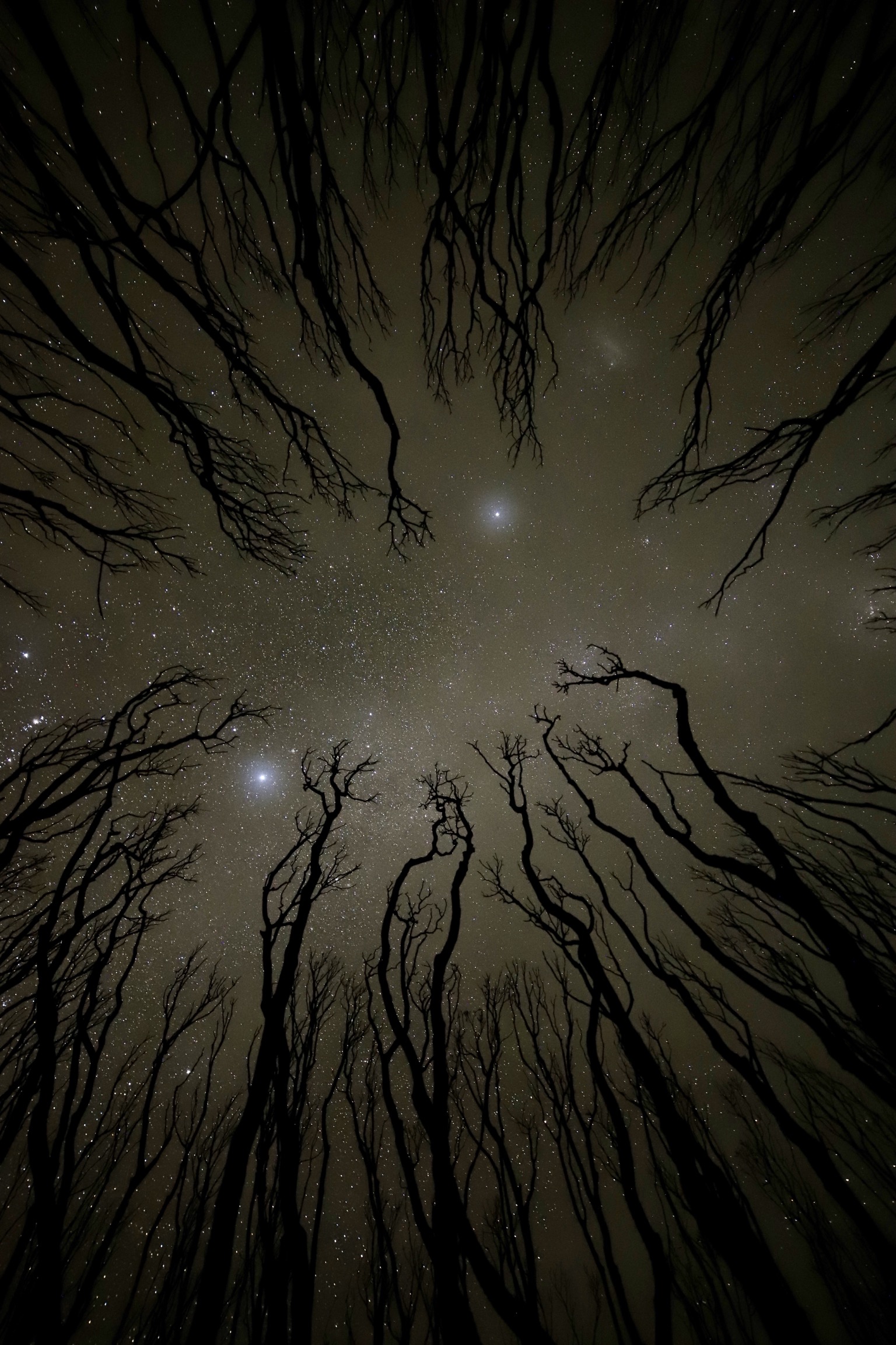 Download mobile wallpaper Trees, Bottom View, Nature, Starry Sky, Silhouette for free.
