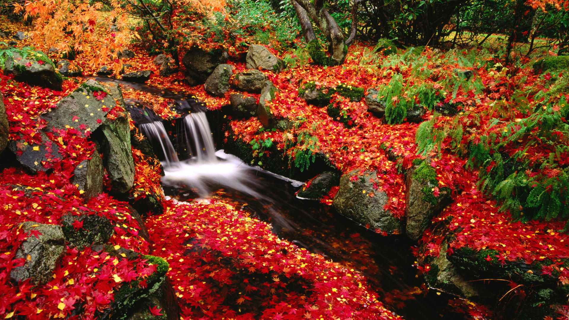 Baixe gratuitamente a imagem Natureza, Água, Outono, Canadá, Folha, Fluxo, Terra/natureza na área de trabalho do seu PC
