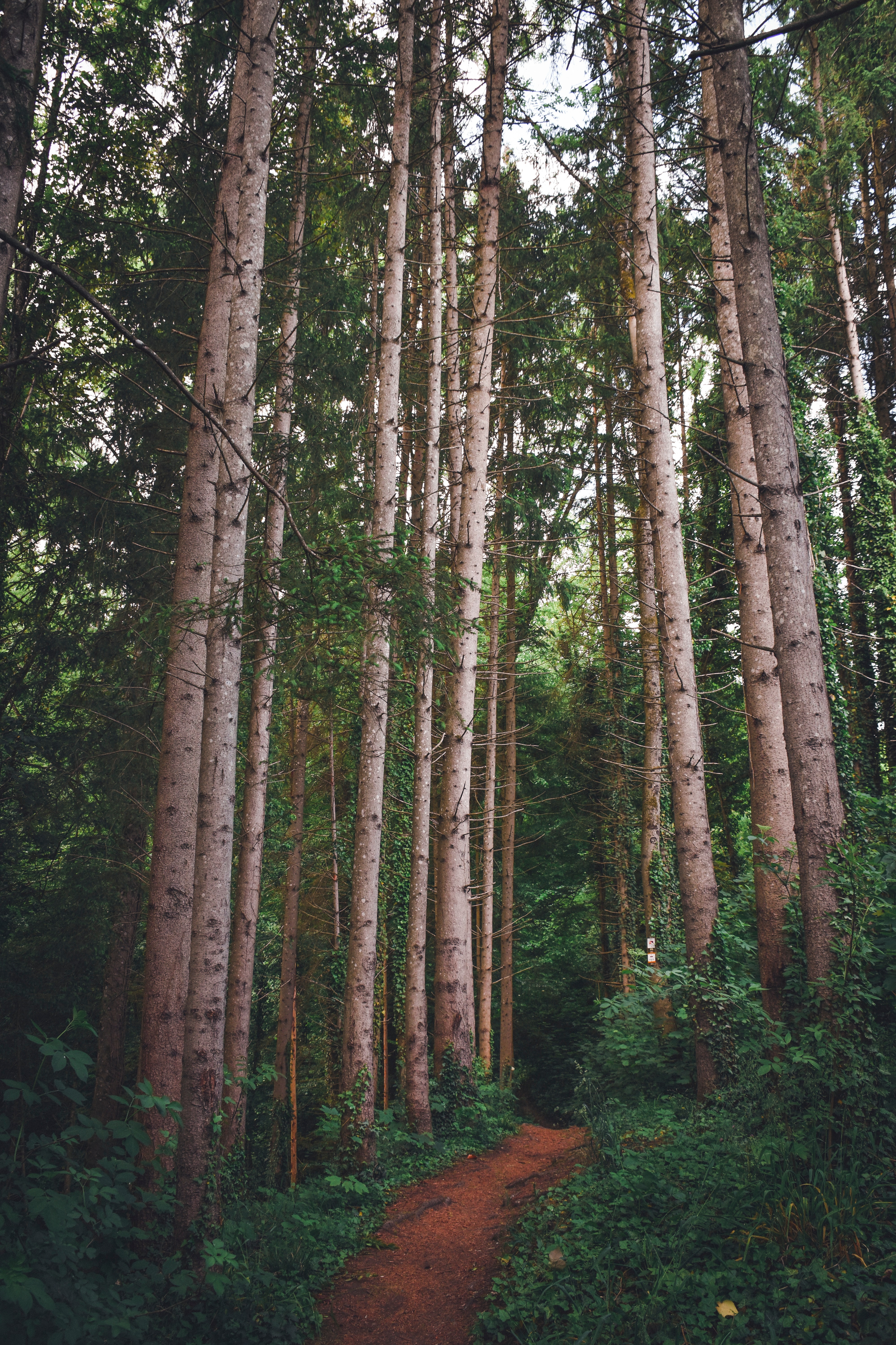 無料モバイル壁紙木, 草, 松, 道, 森林, 森, パス, 自然をダウンロードします。
