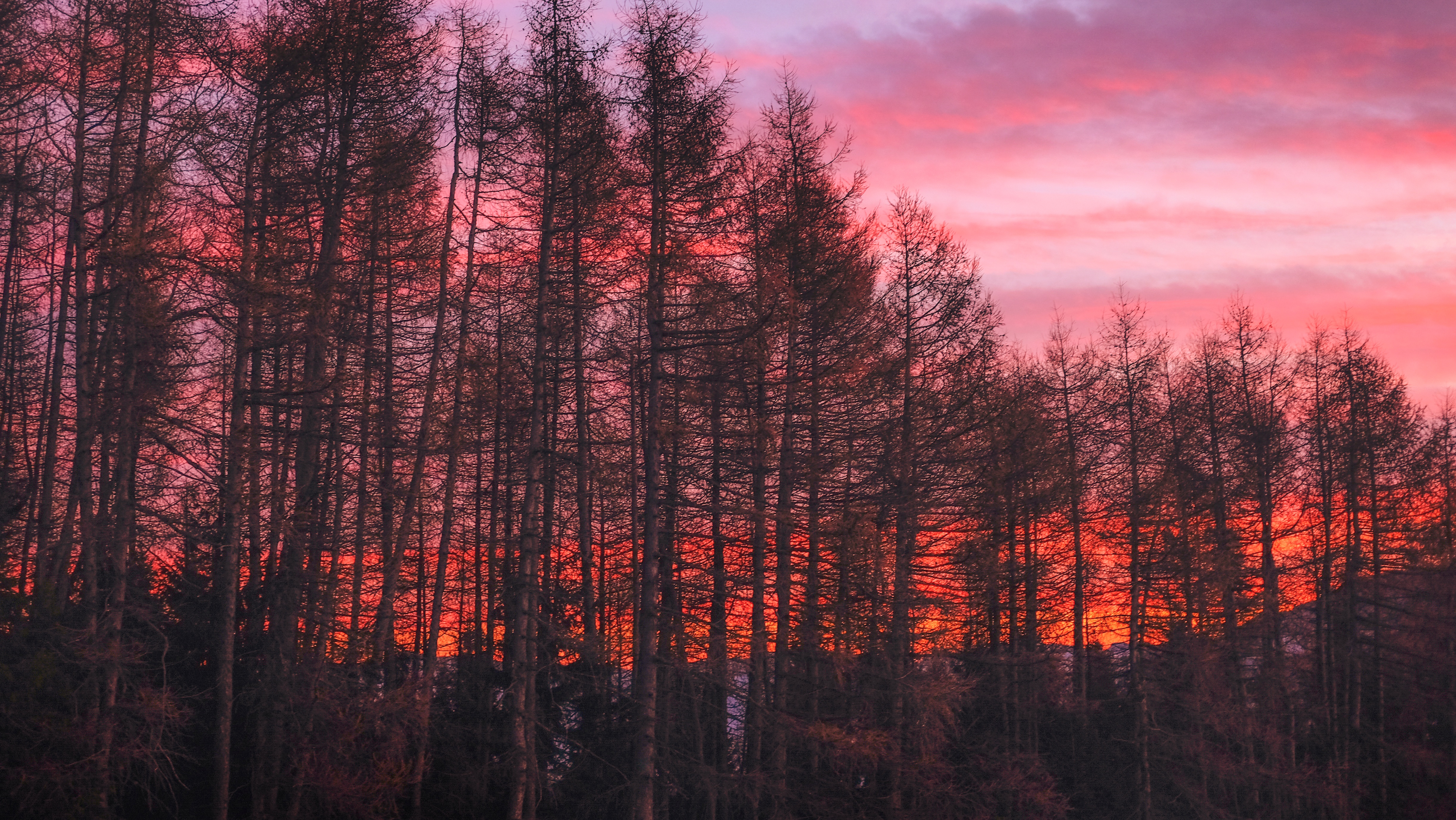 Laden Sie das Sky, Natur, Sunset, Bäume-Bild kostenlos auf Ihren PC-Desktop herunter