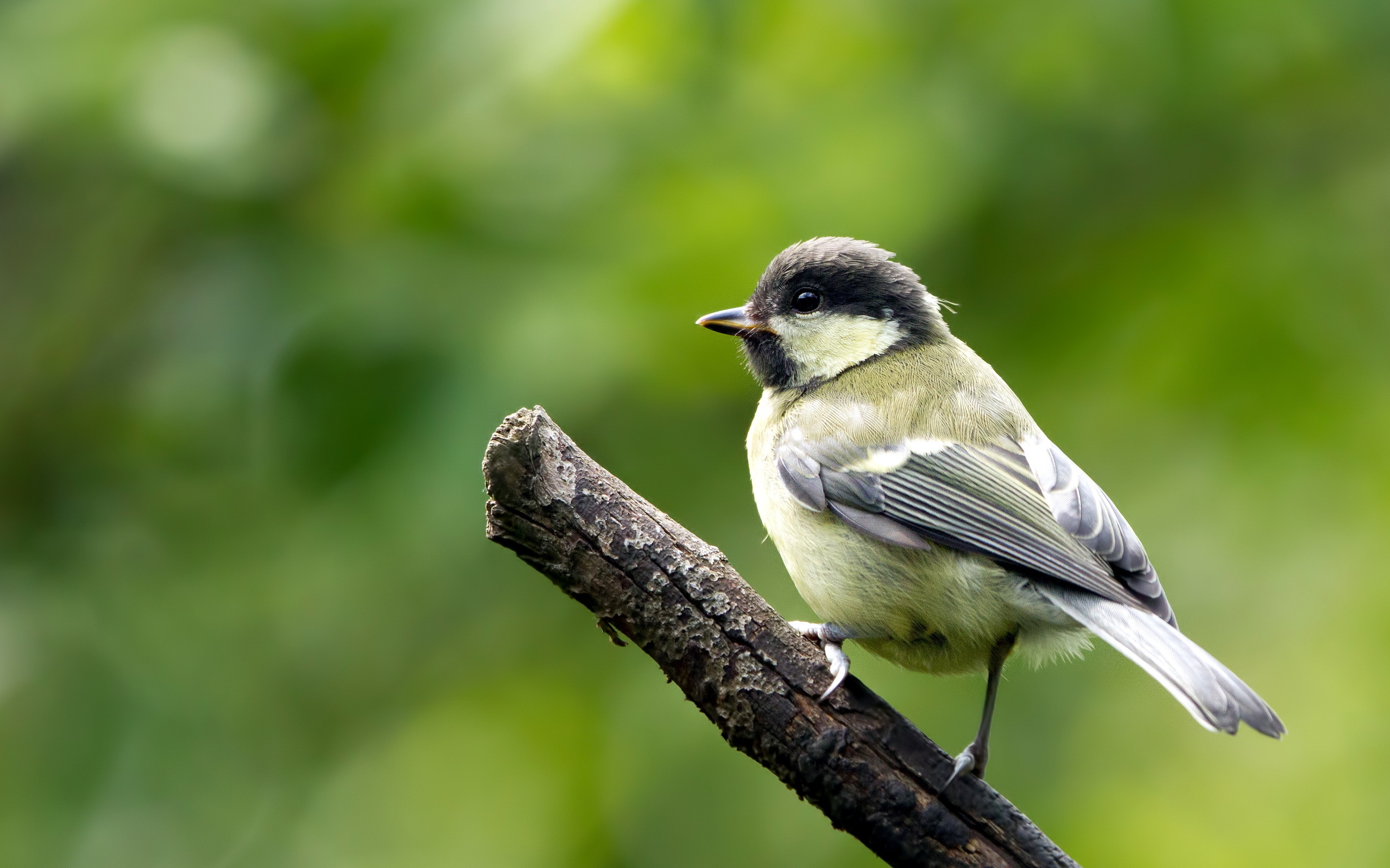 Descarga gratuita de fondo de pantalla para móvil de Animales, Aves, Ave.