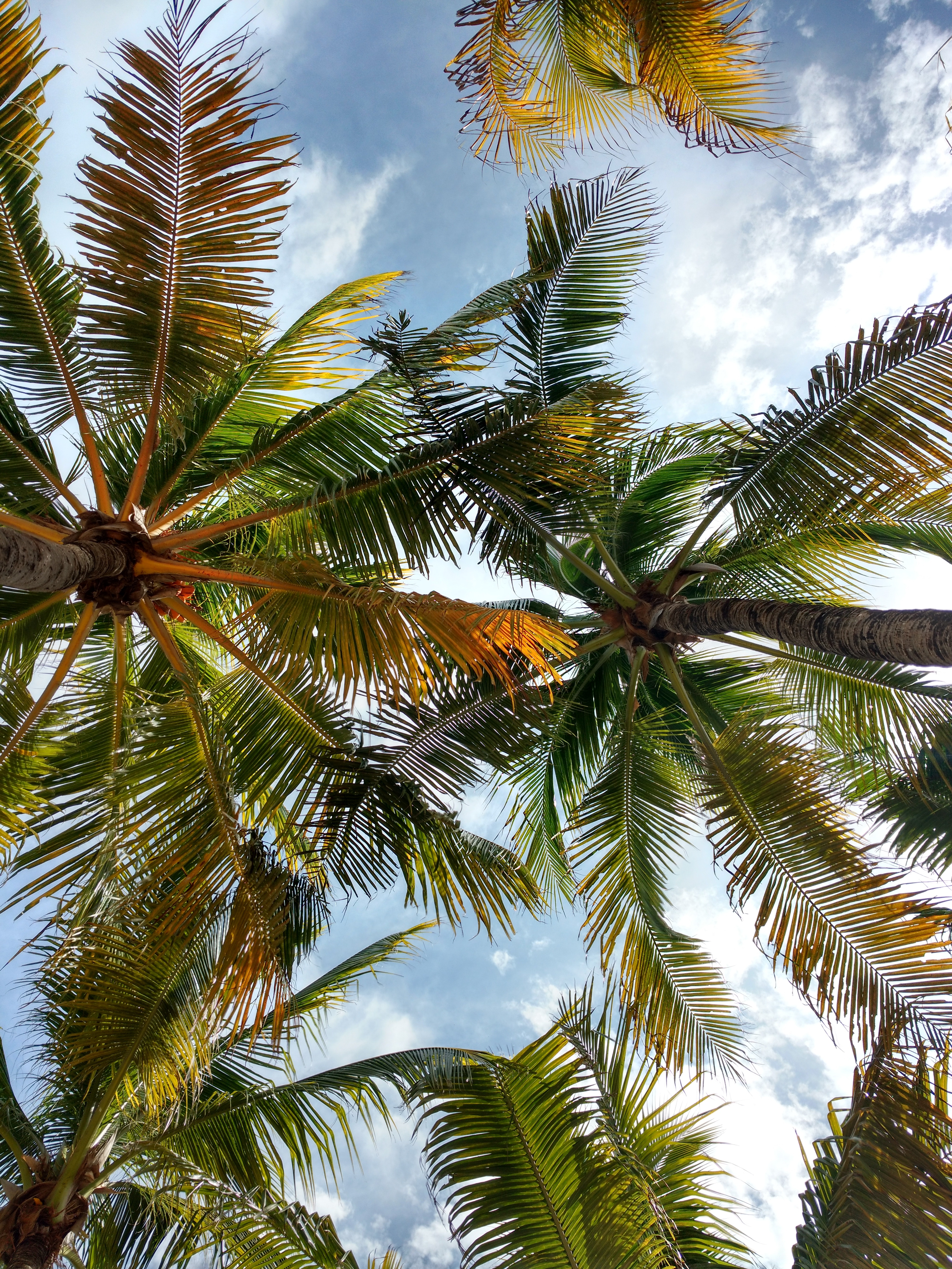 palms, branches, nature, leaves, crown, tropical, crowns Full HD