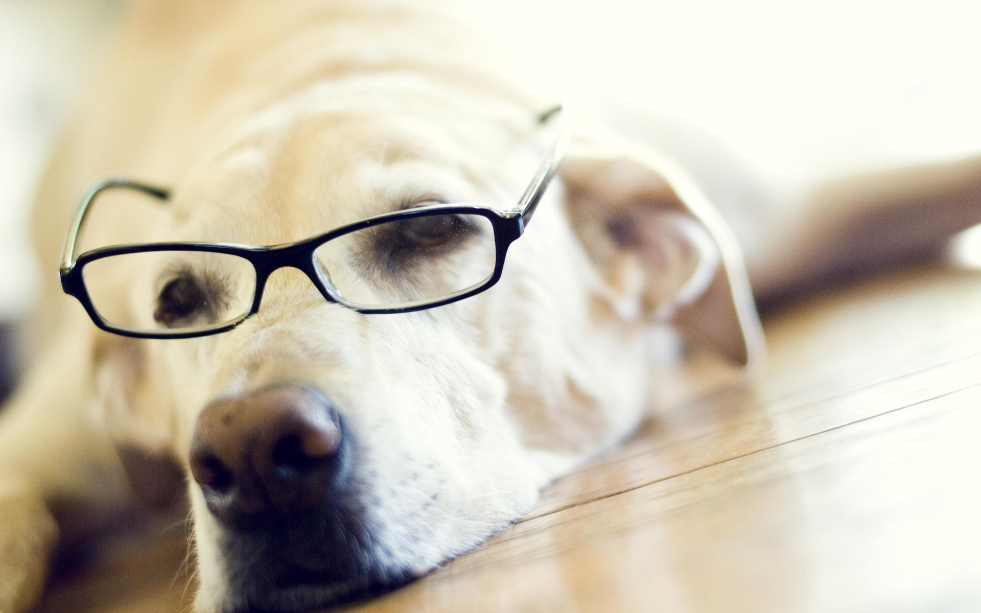 Handy-Wallpaper Labrador Retriever, Hunde, Brille, Hund, Tiere kostenlos herunterladen.
