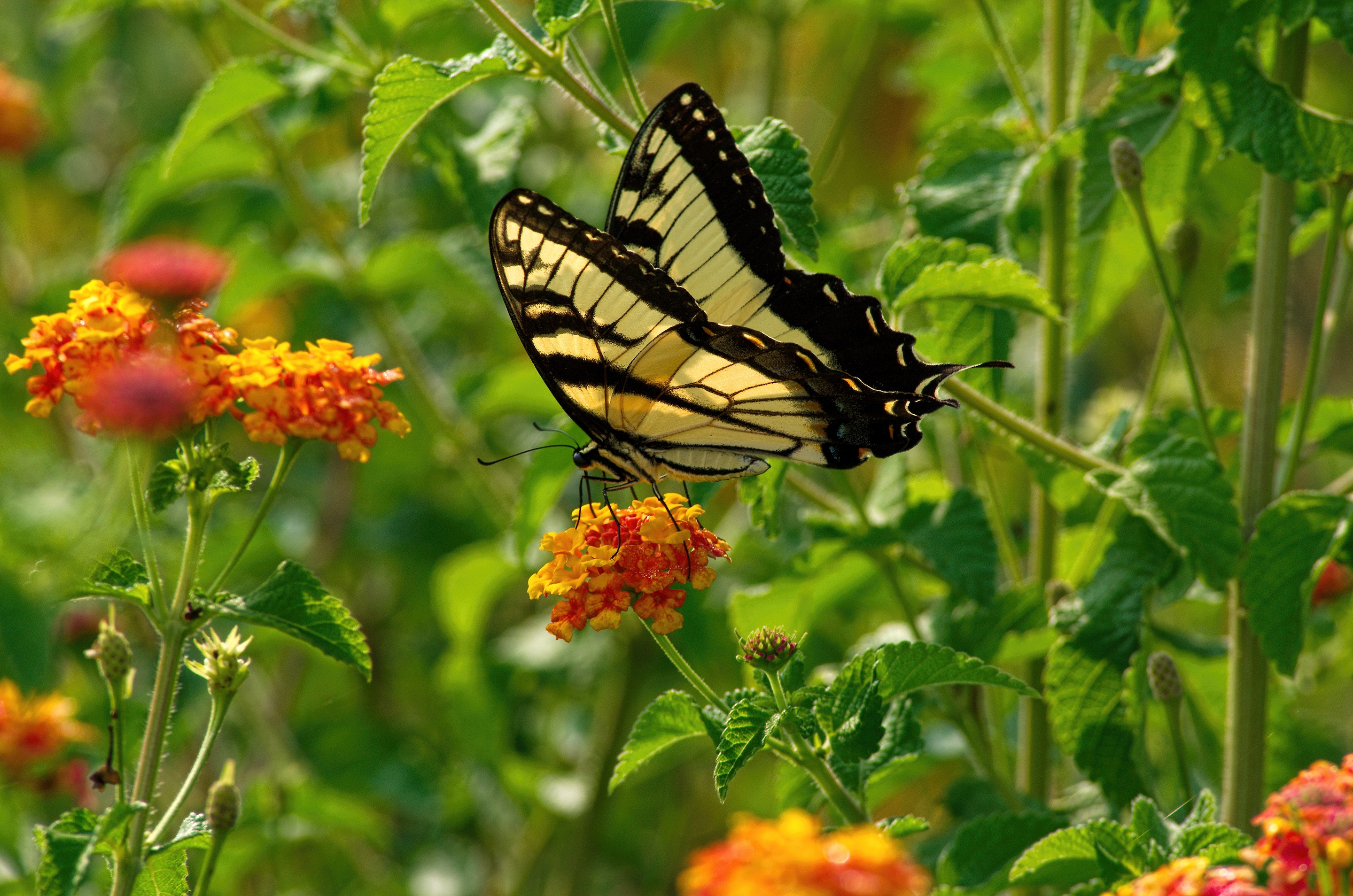 Free download wallpaper Flower, Insect, Butterfly, Animal, Wings on your PC desktop