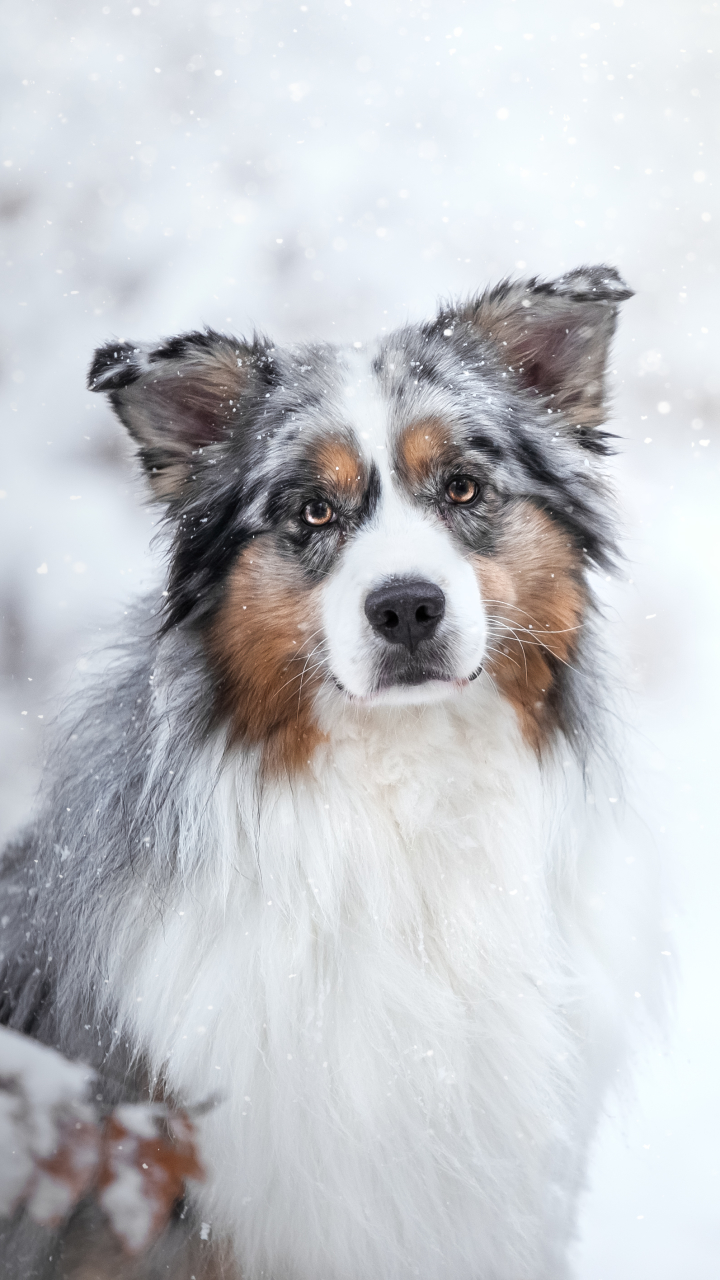 Download mobile wallpaper Winter, Dogs, Snow, Dog, Animal, Australian Shepherd, Snowfall, Stare, Depth Of Field for free.