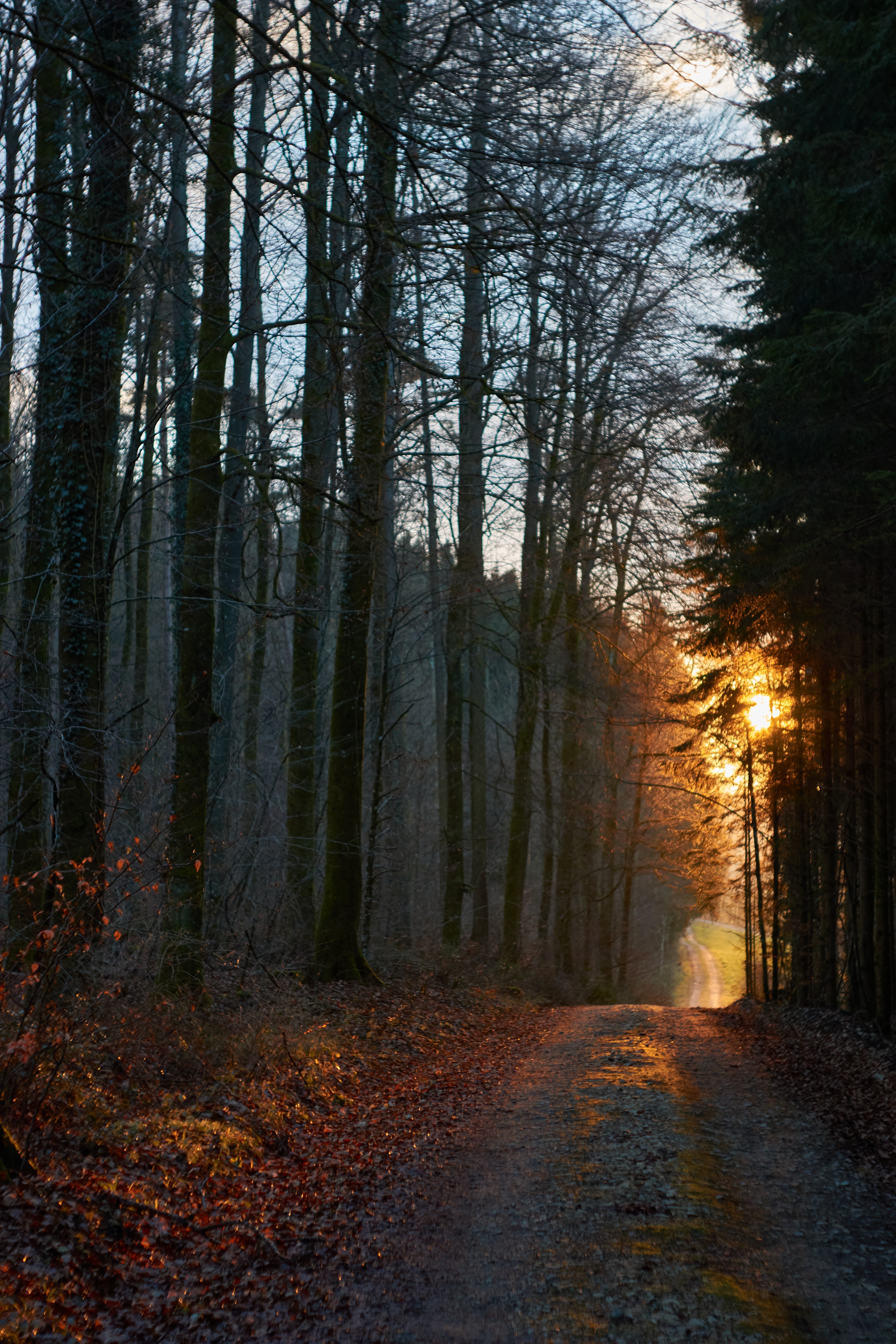 Download mobile wallpaper Nature, Forest, Road, Sunset for free.