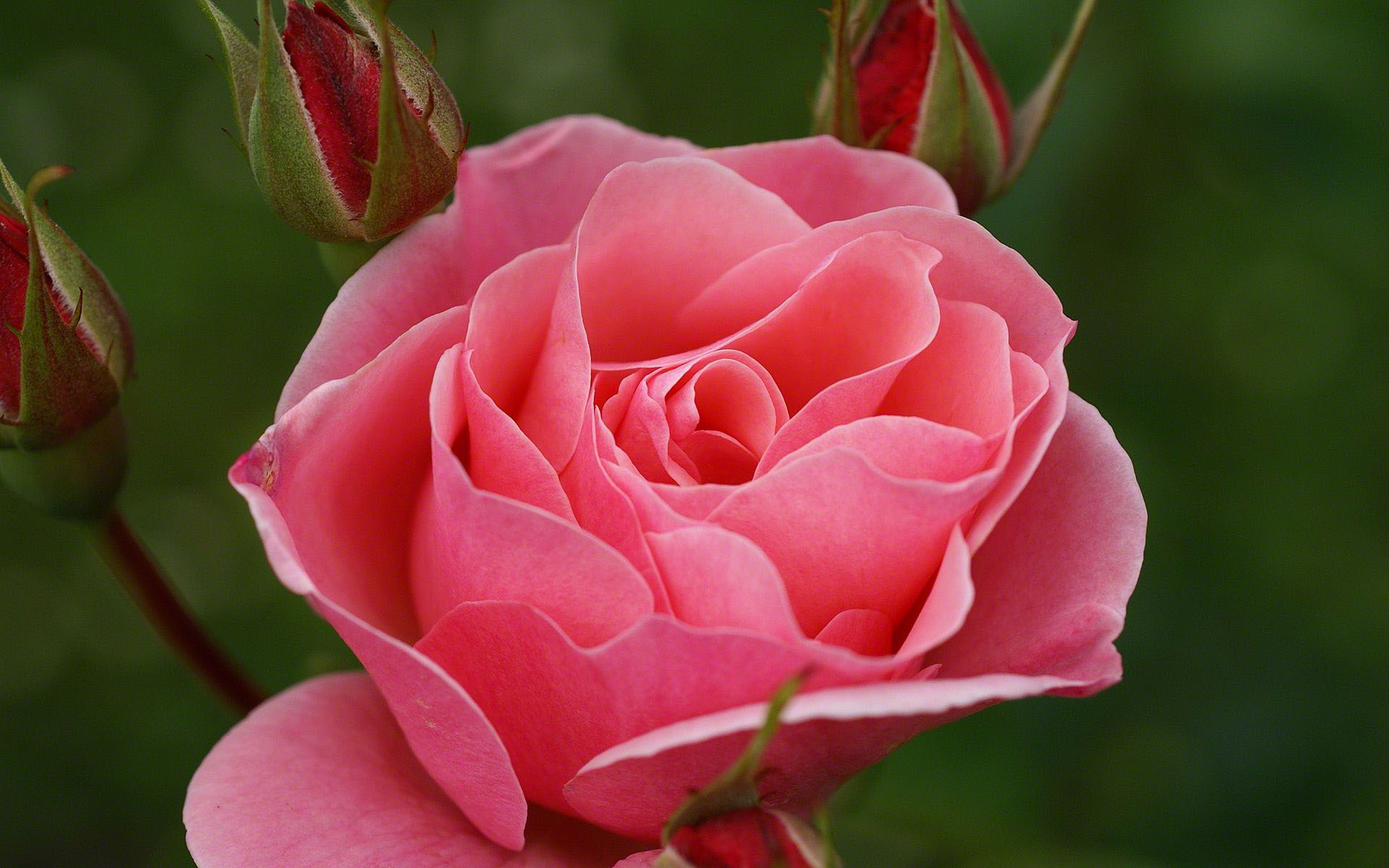 PCデスクトップにフラワーズ, 花, 薔薇, 閉じる, 地球, ピンクの花, ピンクのバラ画像を無料でダウンロード