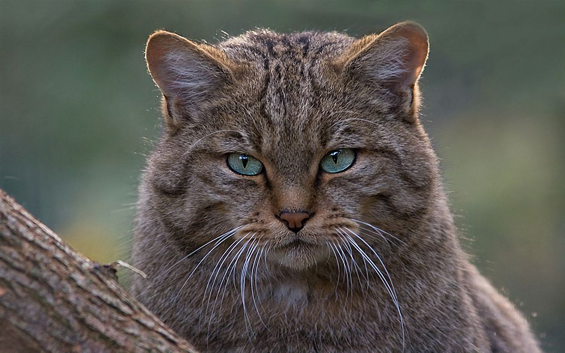 Descarga gratuita de fondo de pantalla para móvil de Animales, Gatos, Gato.