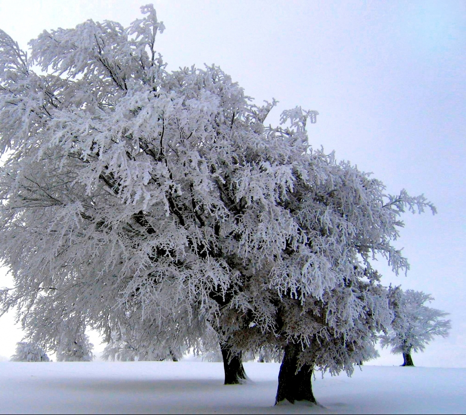 Скачать картинку Зима, Деревья, Снег, Дерево, Белый, Мороз, Живопись, Луг, Луга, Живописный, Земля/природа в телефон бесплатно.