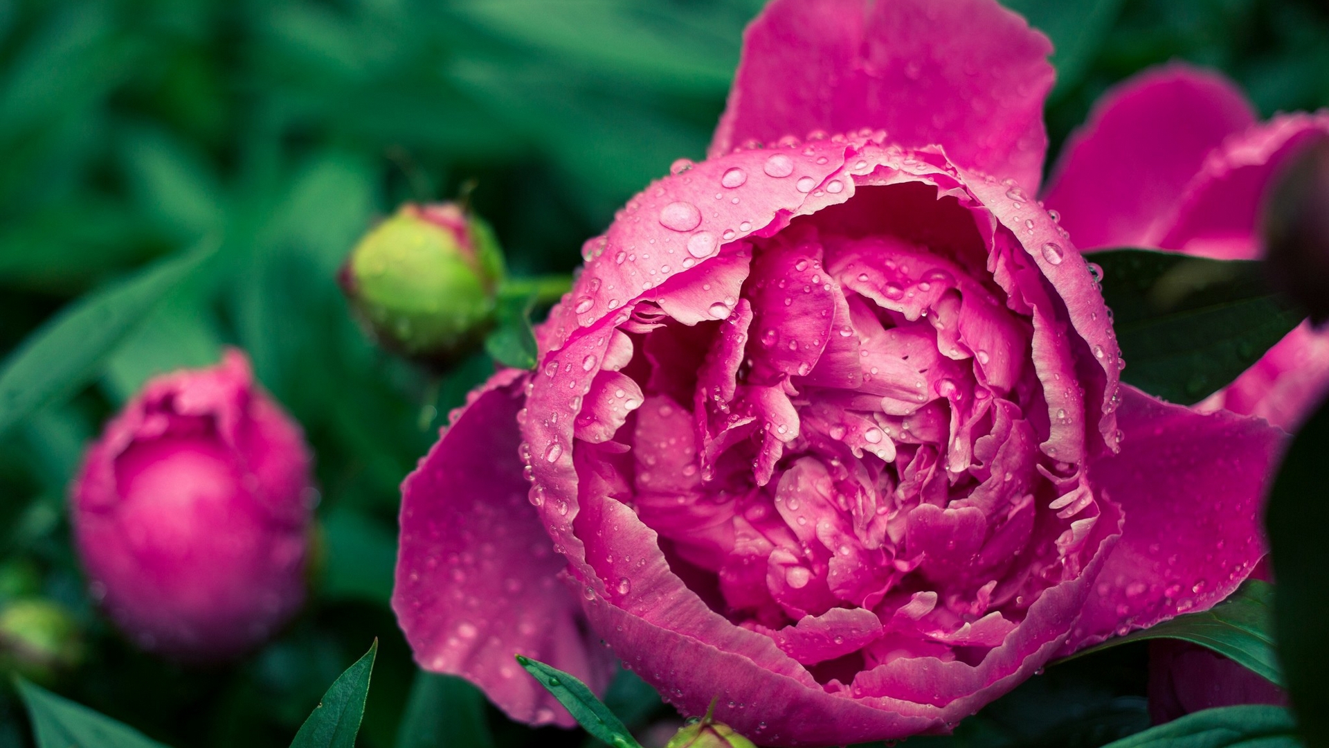 Descarga gratis la imagen Flor, Tierra/naturaleza en el escritorio de tu PC