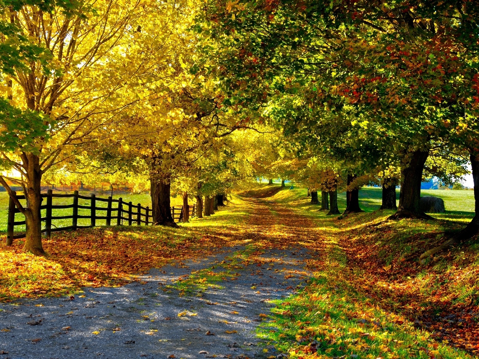 21451 скачать обои осень, деревья, пейзаж, дороги, желтые - заставки и картинки бесплатно