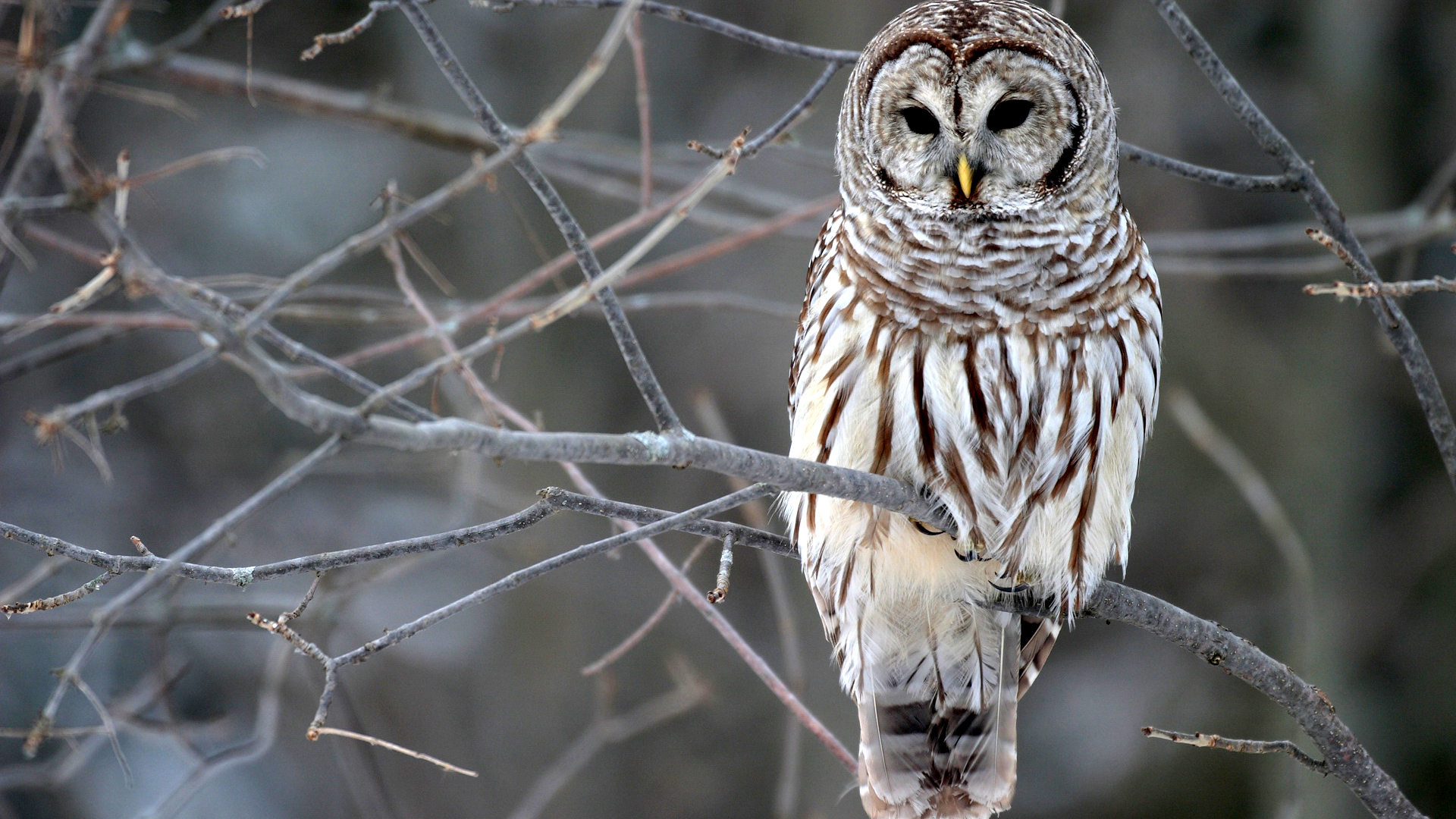 animal, barred owl