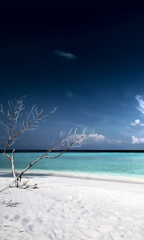 1204496 Salvapantallas y fondos de pantalla Playa en tu teléfono. Descarga imágenes de  gratis