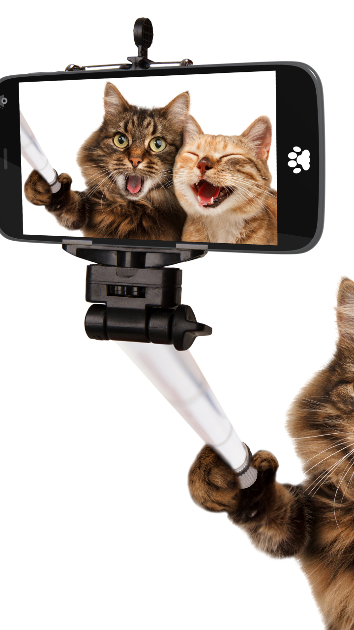 無料モバイル壁紙面白い, ネコ, 猫, ユーモア, 自撮りをダウンロードします。
