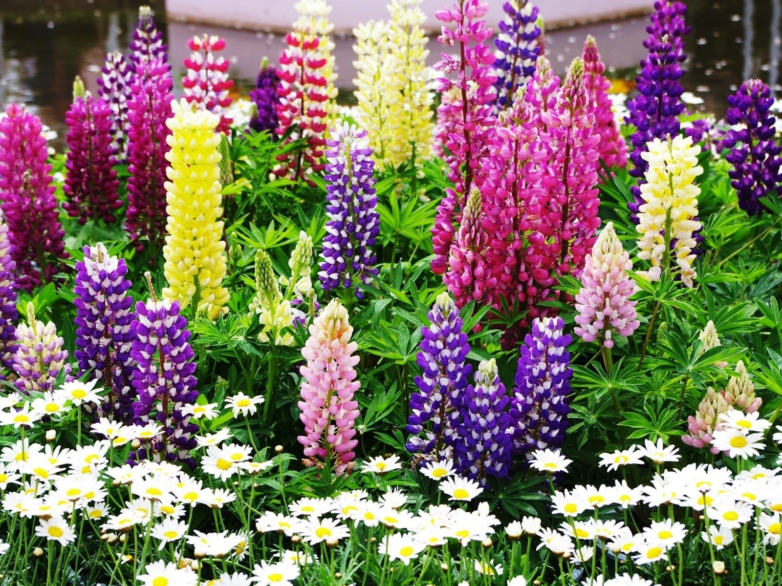 Download mobile wallpaper Flower, Earth, Colorful, Daisy, Lupine, Purple Flower, Pink Flower for free.