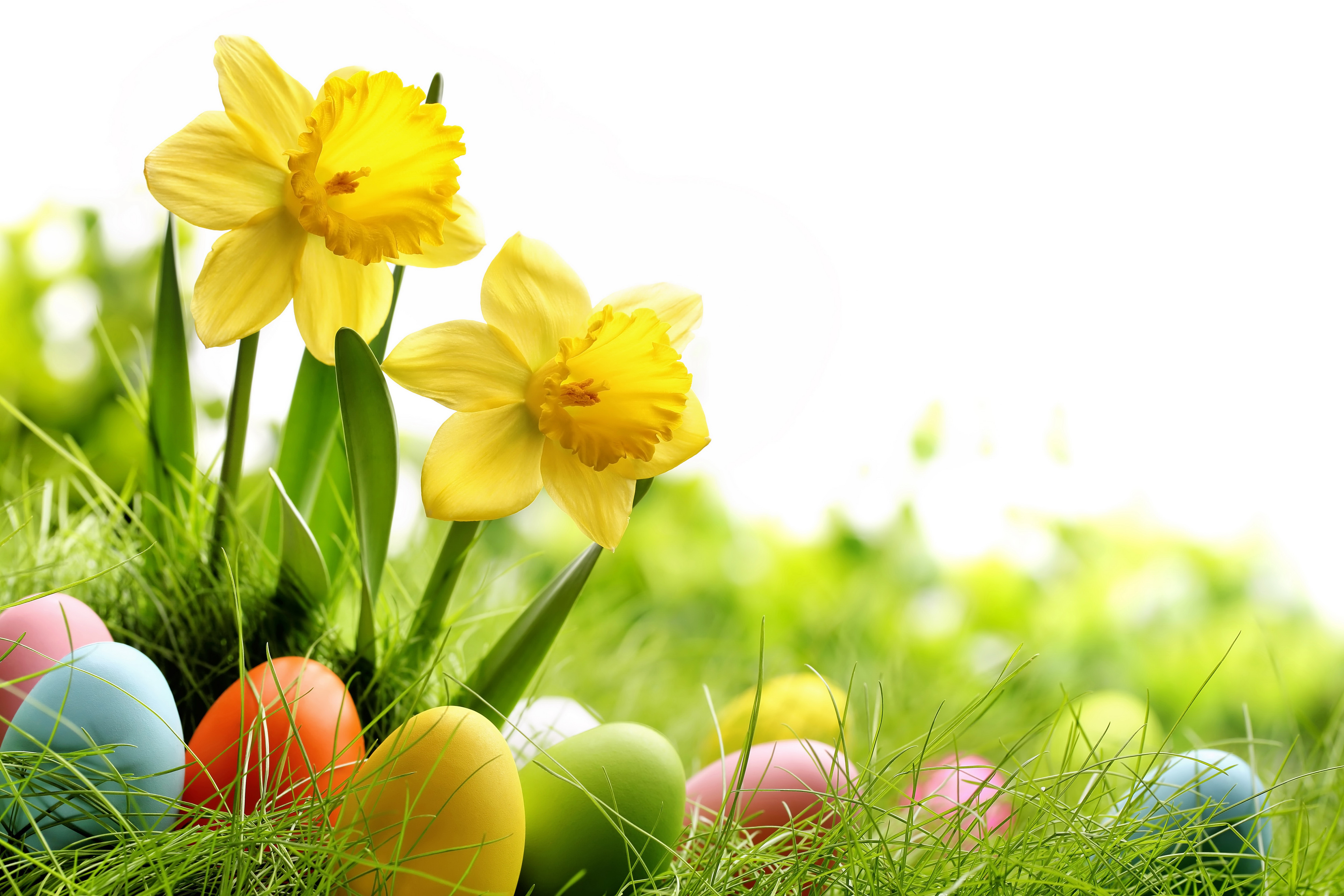Handy-Wallpaper Feiertage, Ostern, Narzissen, Blume, Gras, Gelbe Blume, Osterei kostenlos herunterladen.
