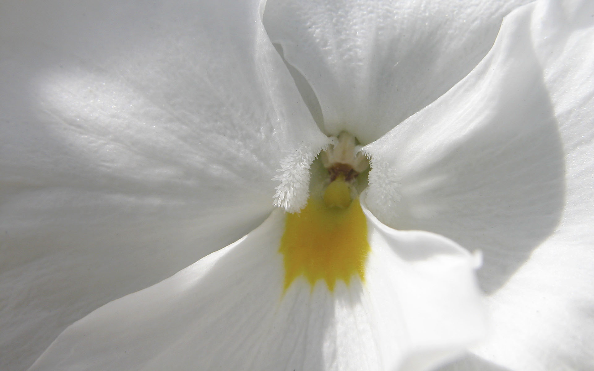 Téléchargez gratuitement l'image Fleurs, Fleur, Terre/nature sur le bureau de votre PC