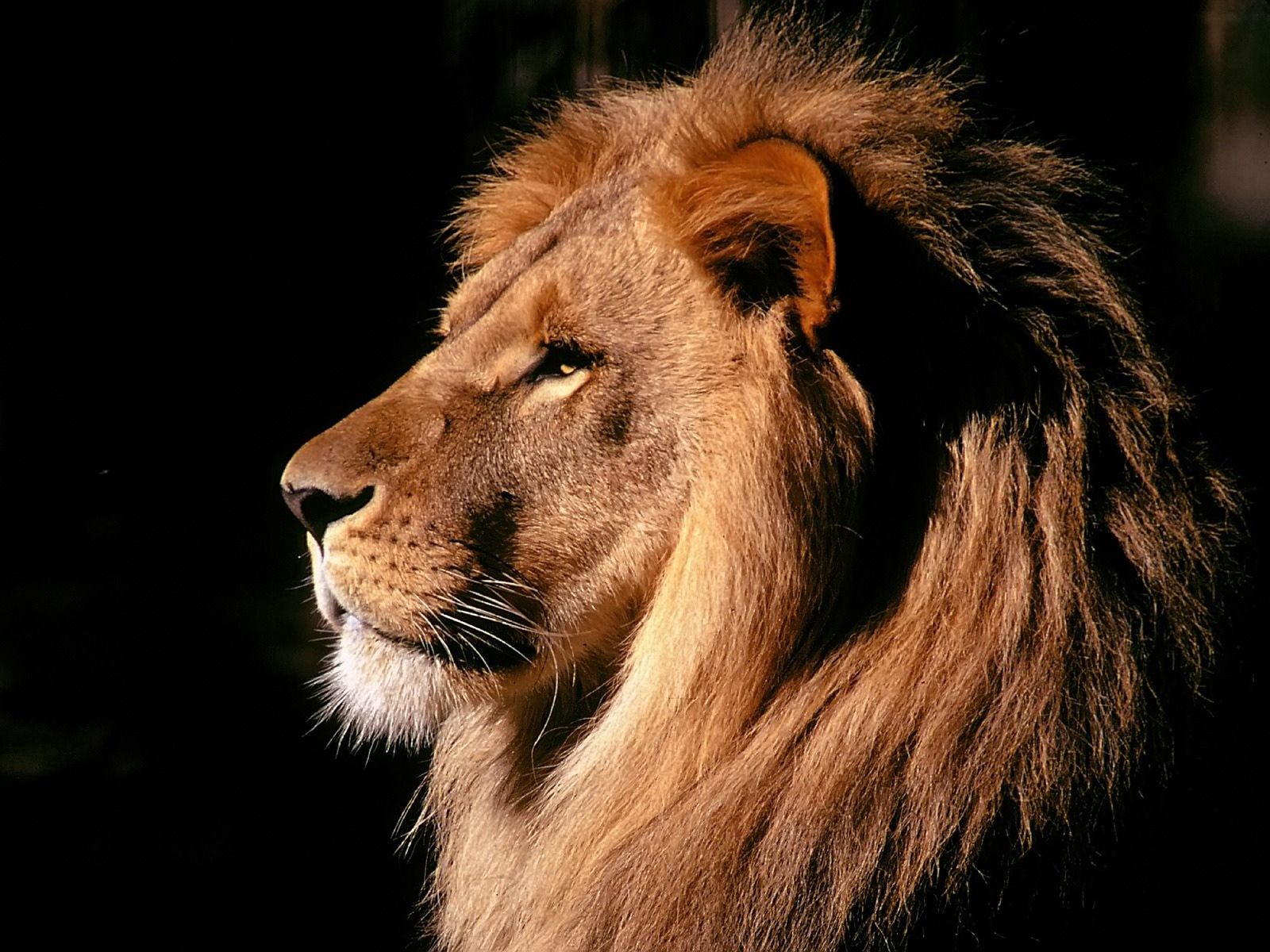 profile, animals, shadow, lion, mane