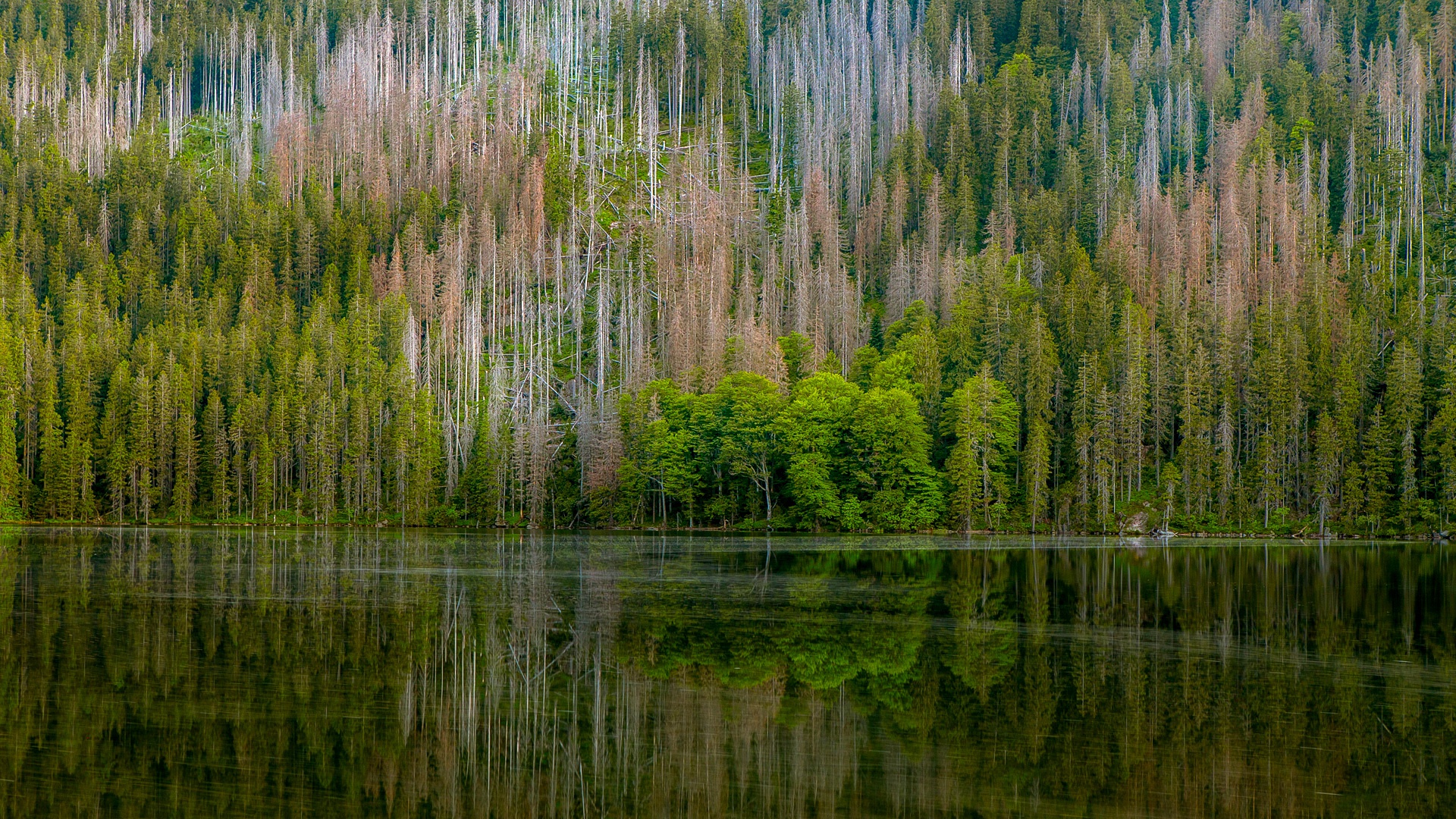 Скачать картинку Природа, Отражение, Лес, Земля/природа в телефон бесплатно.