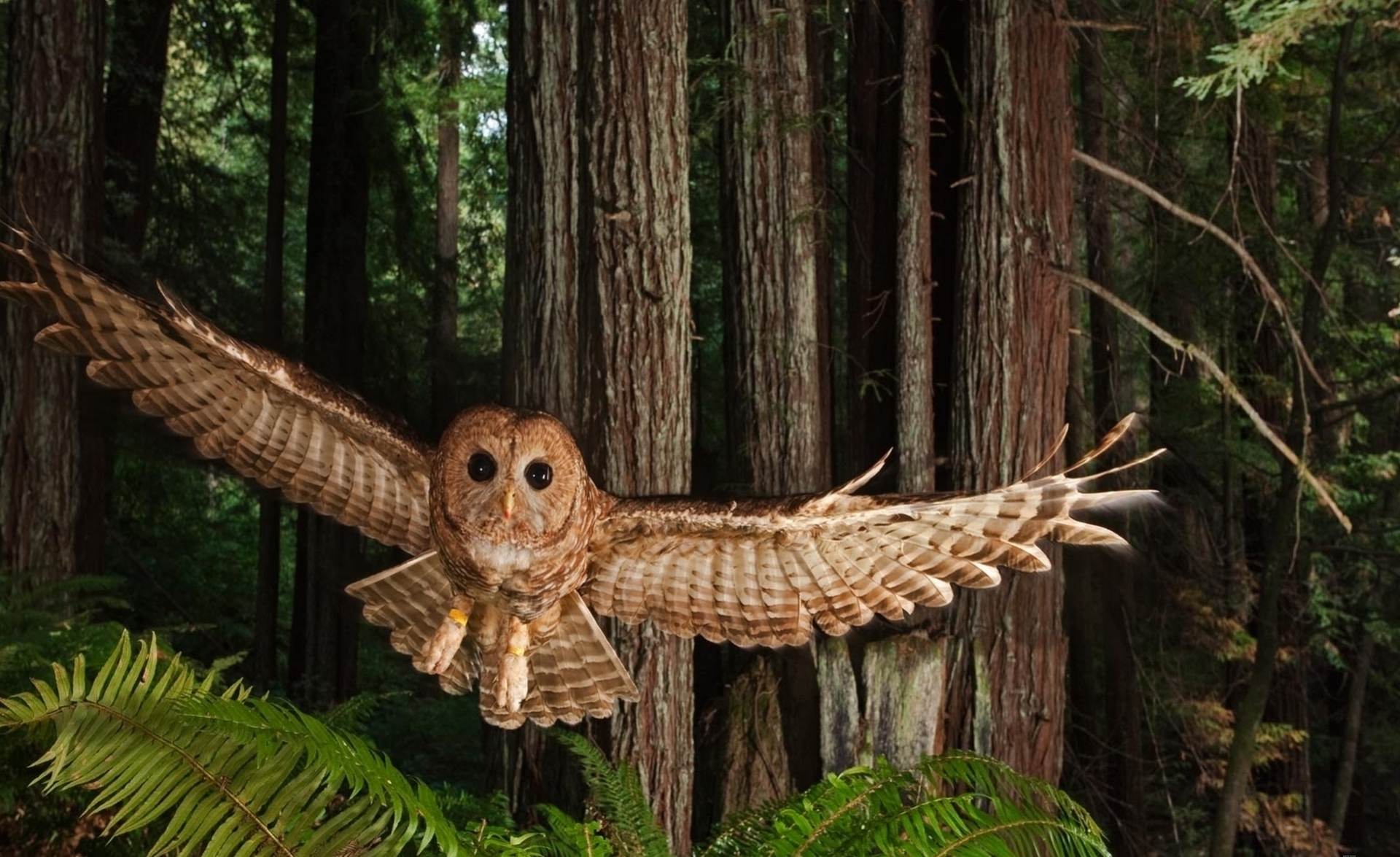 Free download wallpaper Owl, Bird, Animal on your PC desktop