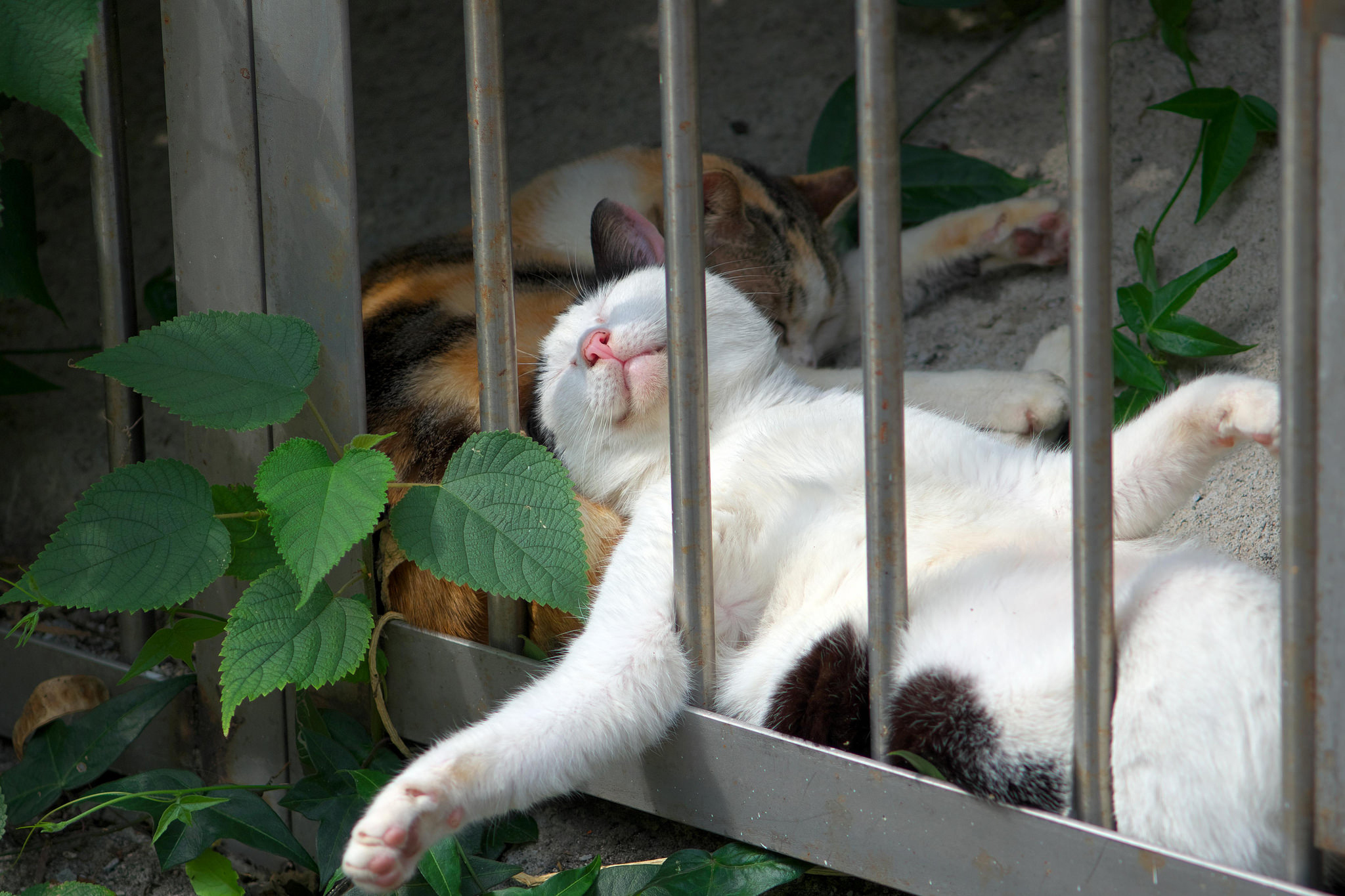 無料モバイル壁紙動物, ネコ, 猫, 睡眠をダウンロードします。