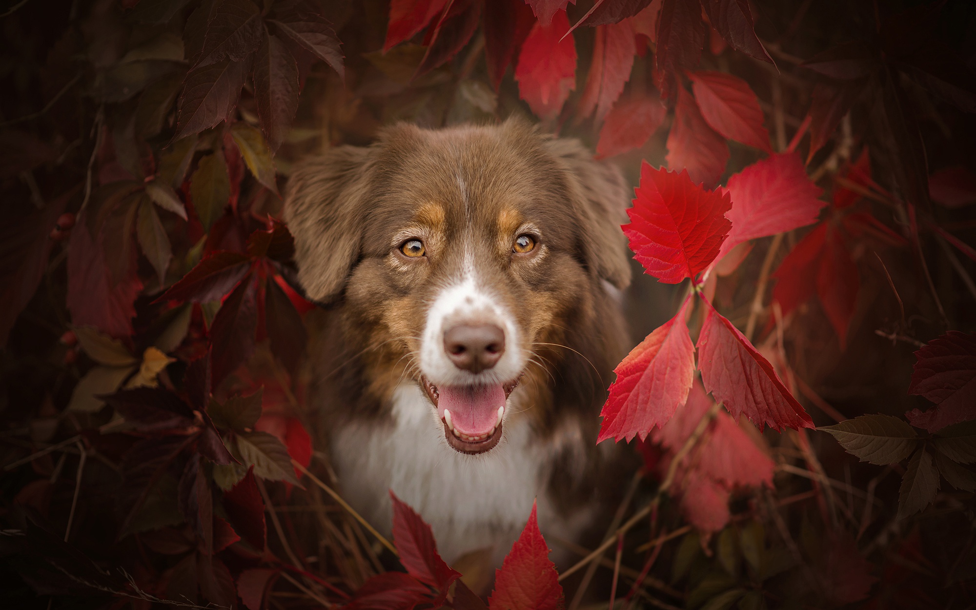 Laden Sie das Tiere, Hunde, Herbst, Hund, Schnauze, Australischer Hirte, Starren-Bild kostenlos auf Ihren PC-Desktop herunter
