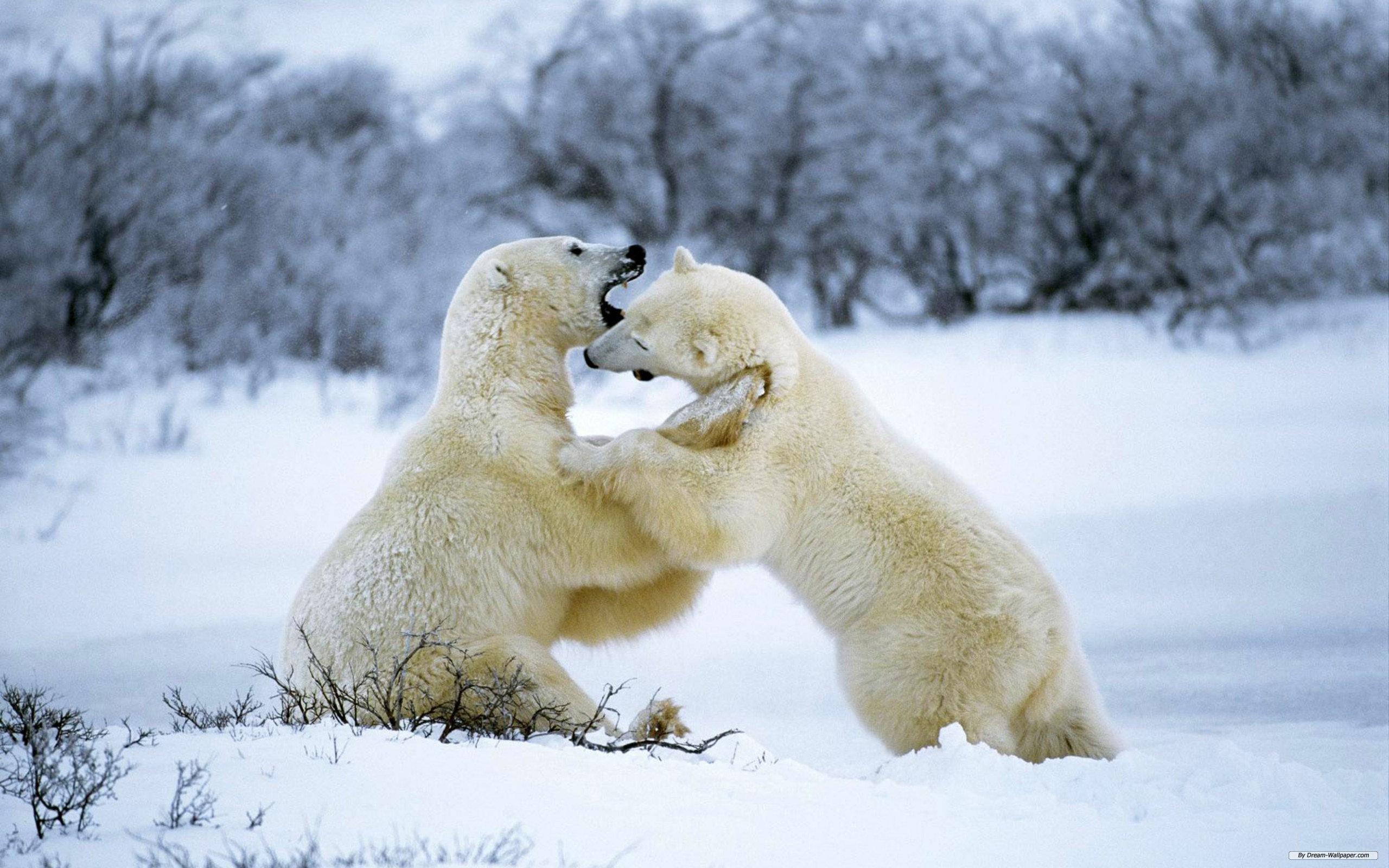 175256 baixar papel de parede animais, urso polar, ursos - protetores de tela e imagens gratuitamente