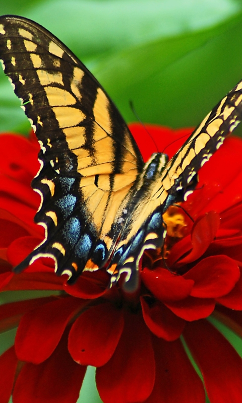Download mobile wallpaper Flower, Close Up, Insect, Butterfly, Animal, Petal, Red Flower for free.