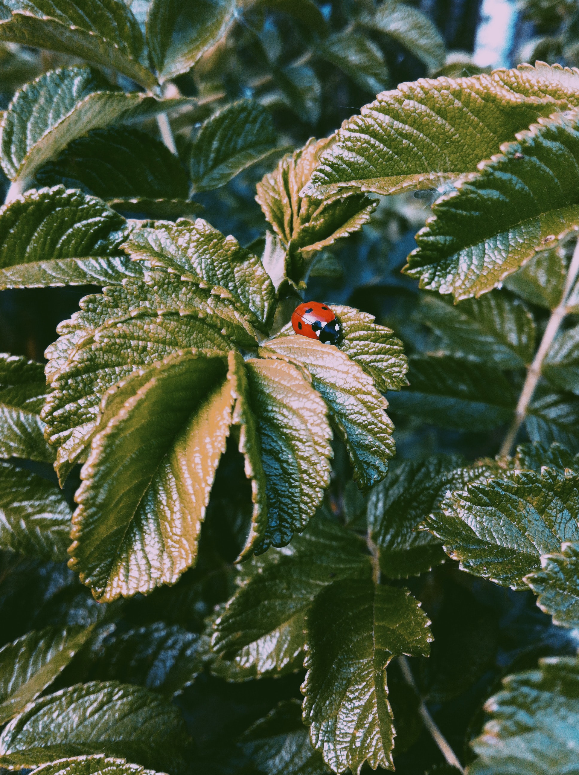 Download mobile wallpaper Insect, Ladybird, Macro, Leaves, Ladybug for free.
