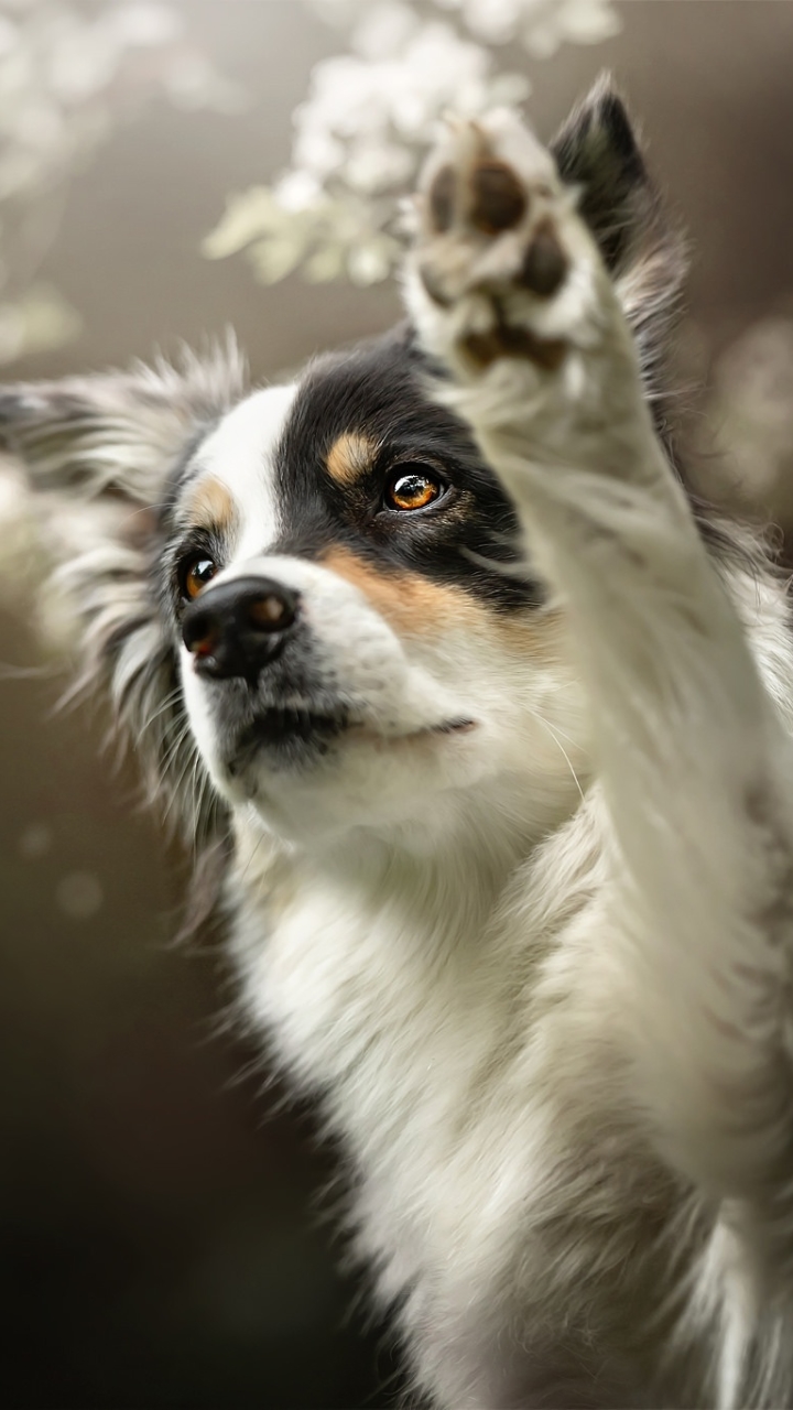 Baixar papel de parede para celular de Animais, Cães, Cão, Border Collie gratuito.